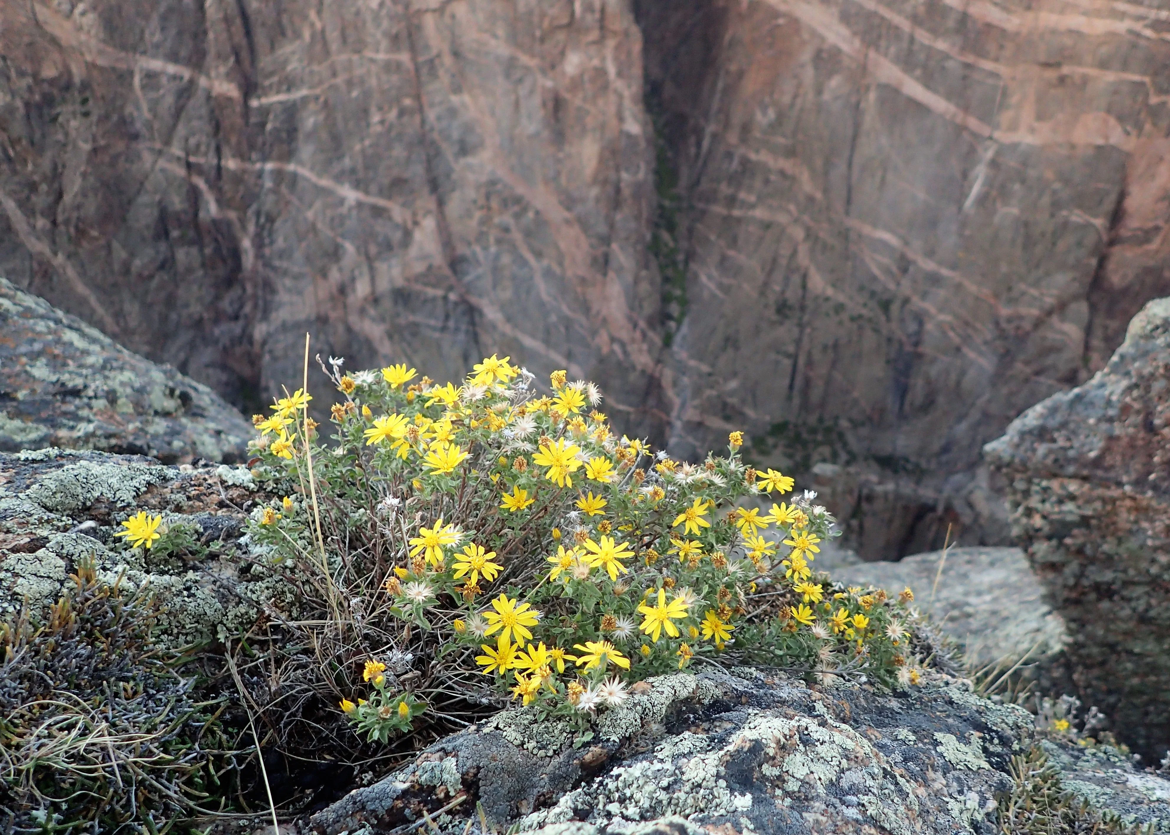 100 HAIRY GOLDEN ASTER Chrysopsis Heterotheca Villosa Herb Yellow Flower Seeds - Image 7