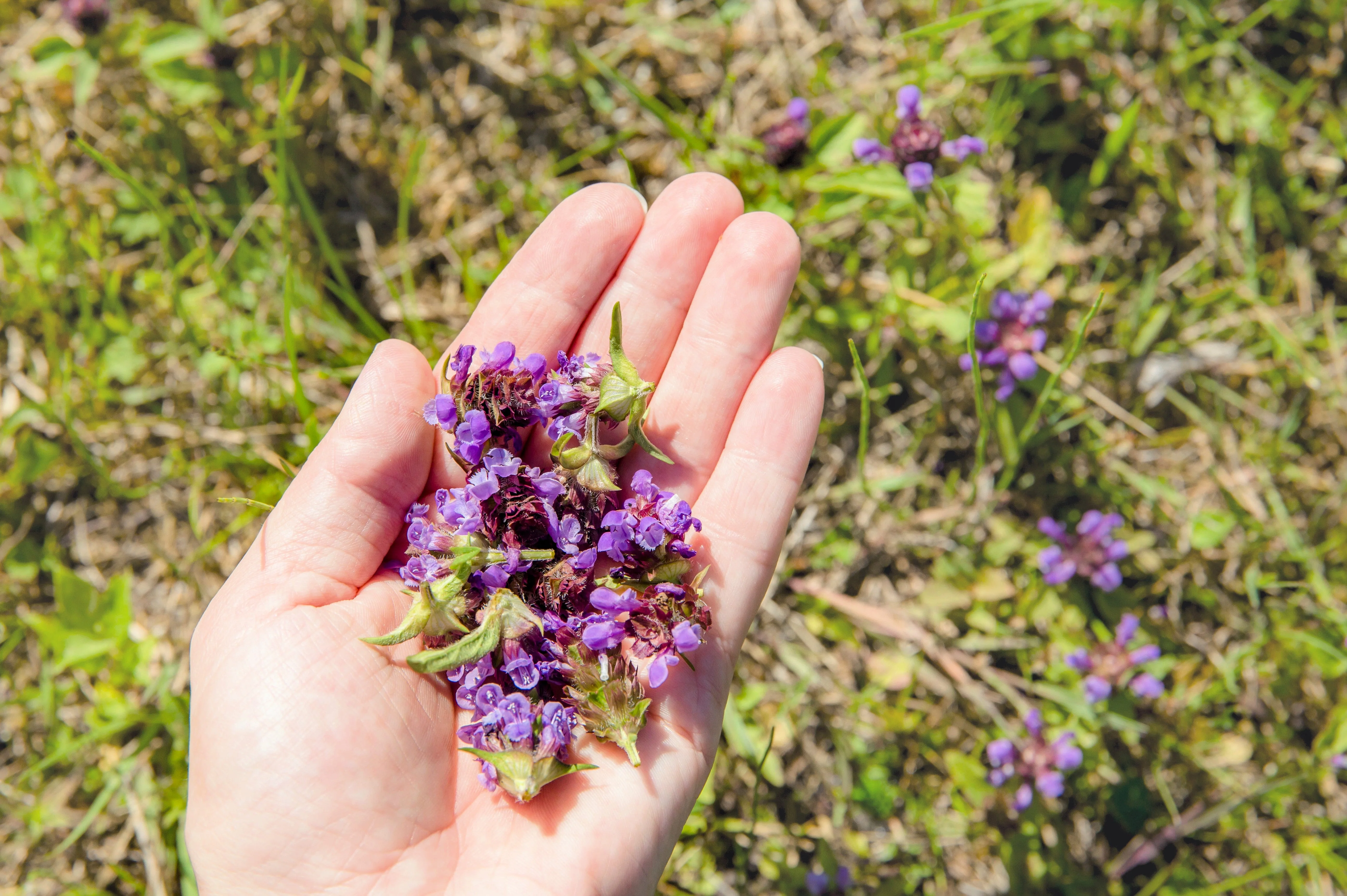 100 HEAL ALL Self Heal Prunella Vulgaris Purple Herb Flower Seeds - Image 11