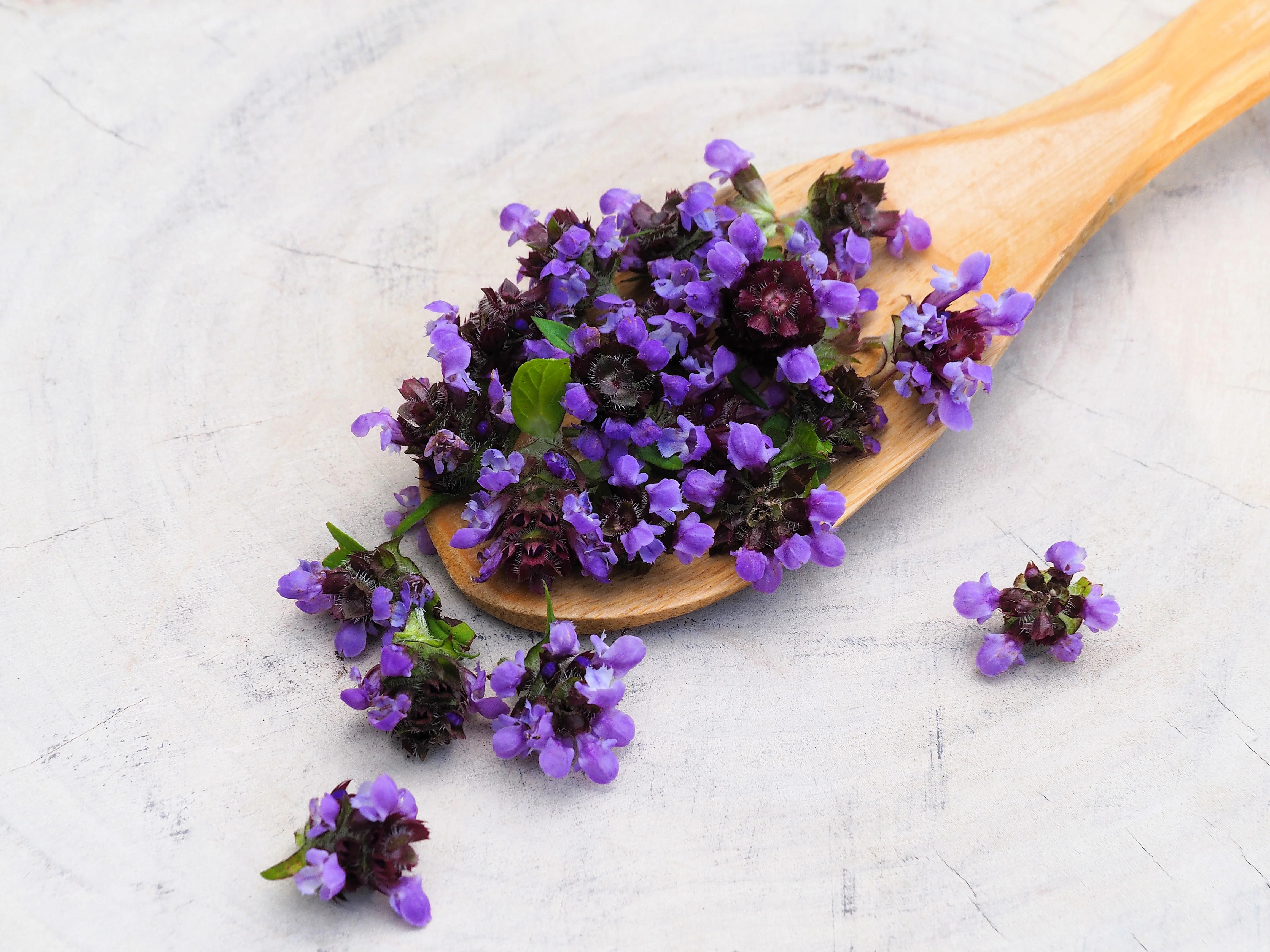 100 HEAL ALL Self Heal Prunella Vulgaris Purple Herb Flower Seeds - Image 13