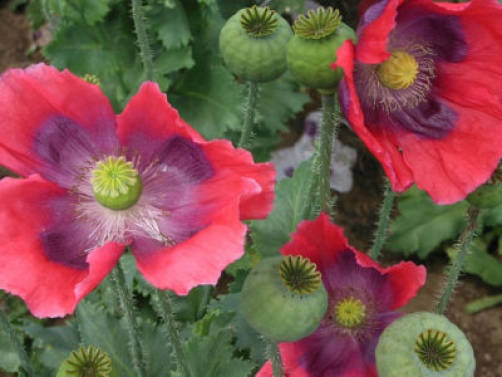 100 HENS and CHICKS Poppy Hens & Chickens Breadseed Lettuce Leaf Papaver Somniferum Flower Seeds - Image 4