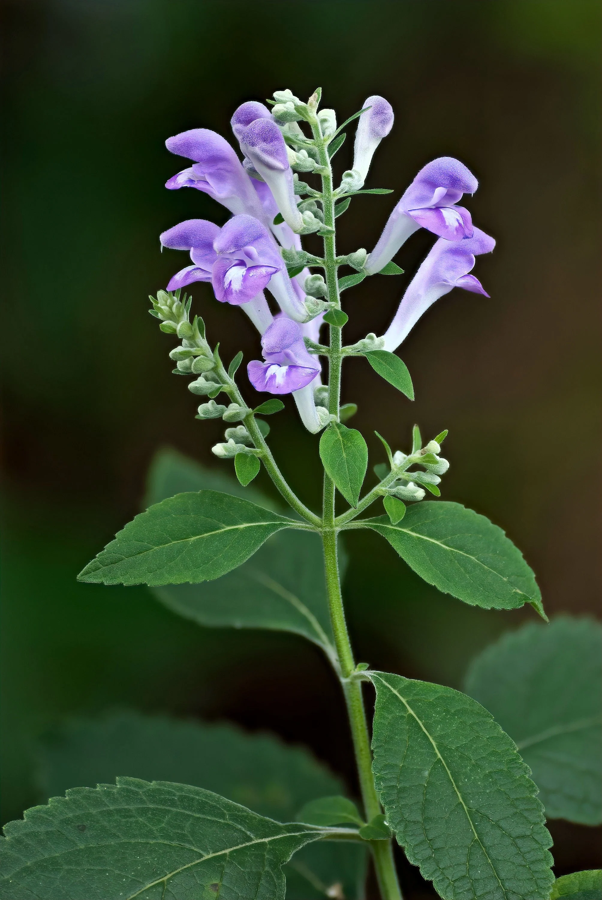 100 HOARY / DOWNY SKULLCAP Scutellaria Incana Flower Seeds - Image 4