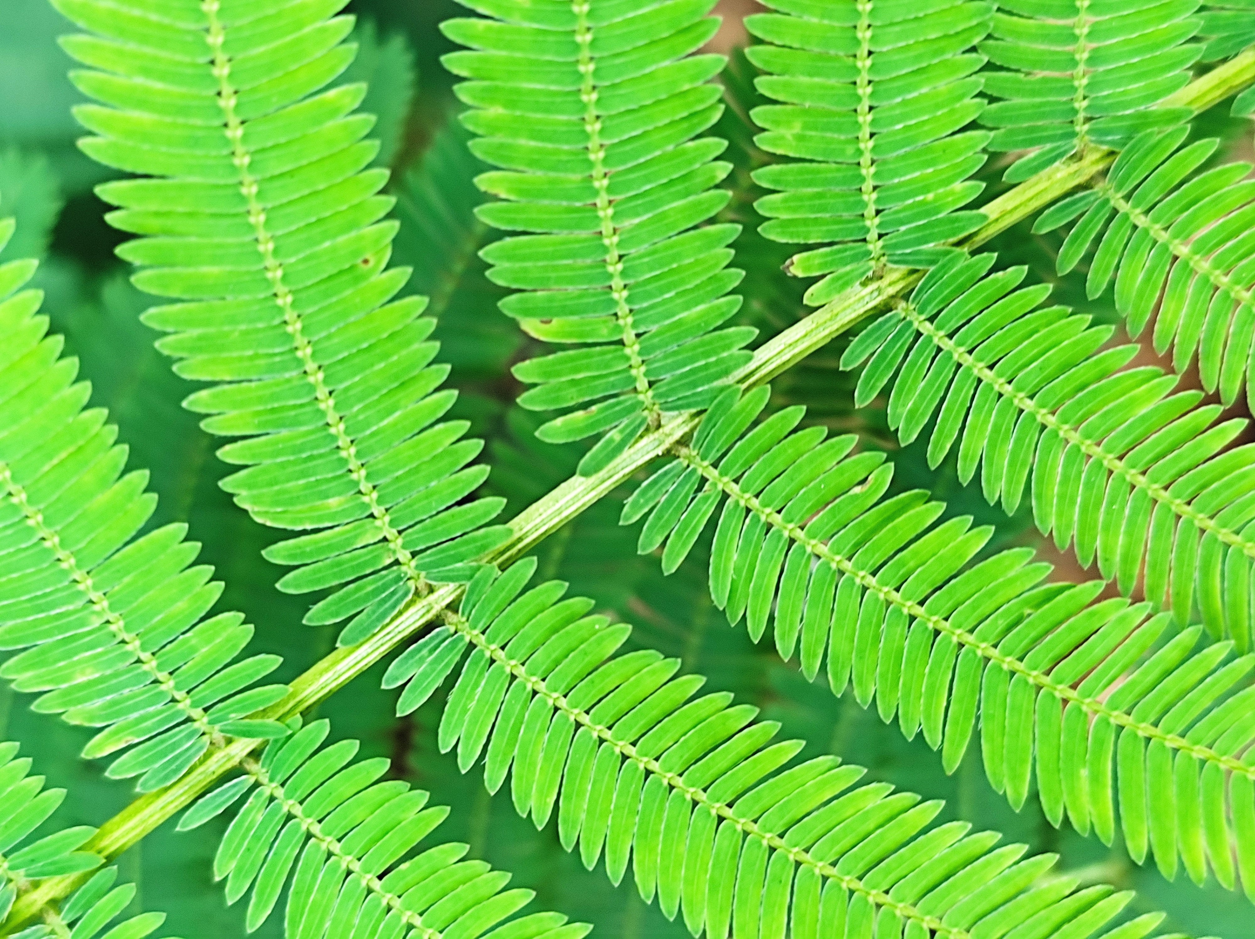 100 ILLINOIS BUNDLEFLOWER Prairie Mimosa Desmanthus Illinoensis Flower Seeds - Image 10