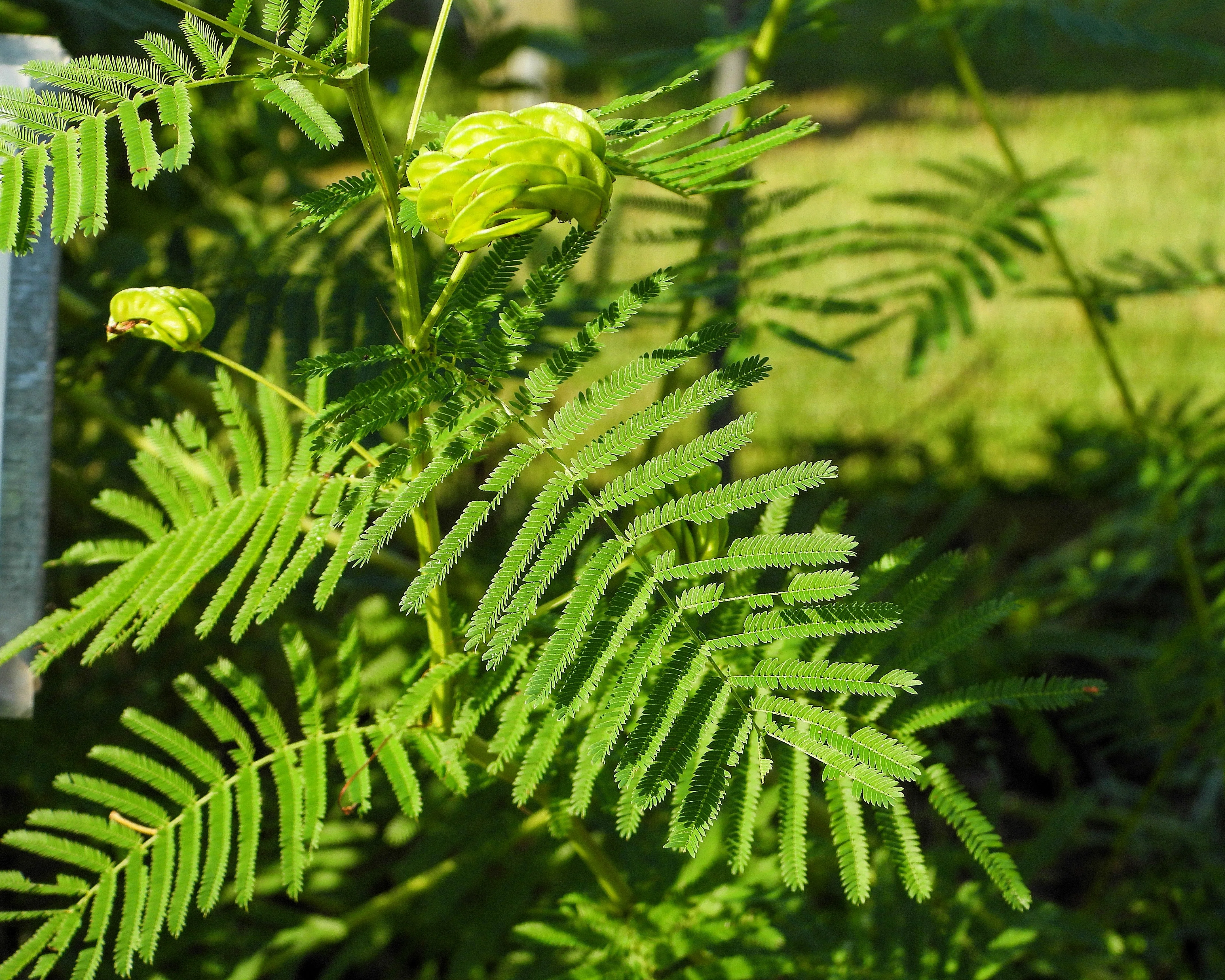 100 ILLINOIS BUNDLEFLOWER Prairie Mimosa Desmanthus Illinoensis Flower Seeds - Image 7