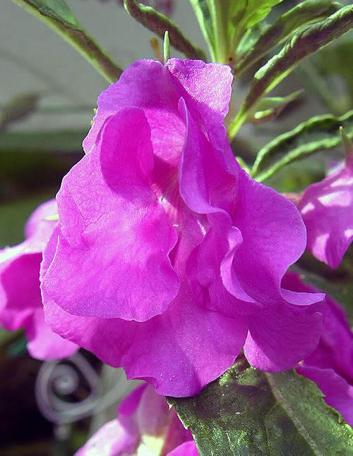 100 IMPATIENS (Balsam / Lady Slipper / Touch Me Not) Impatiens Balsamina Flower Seeds - Image 5