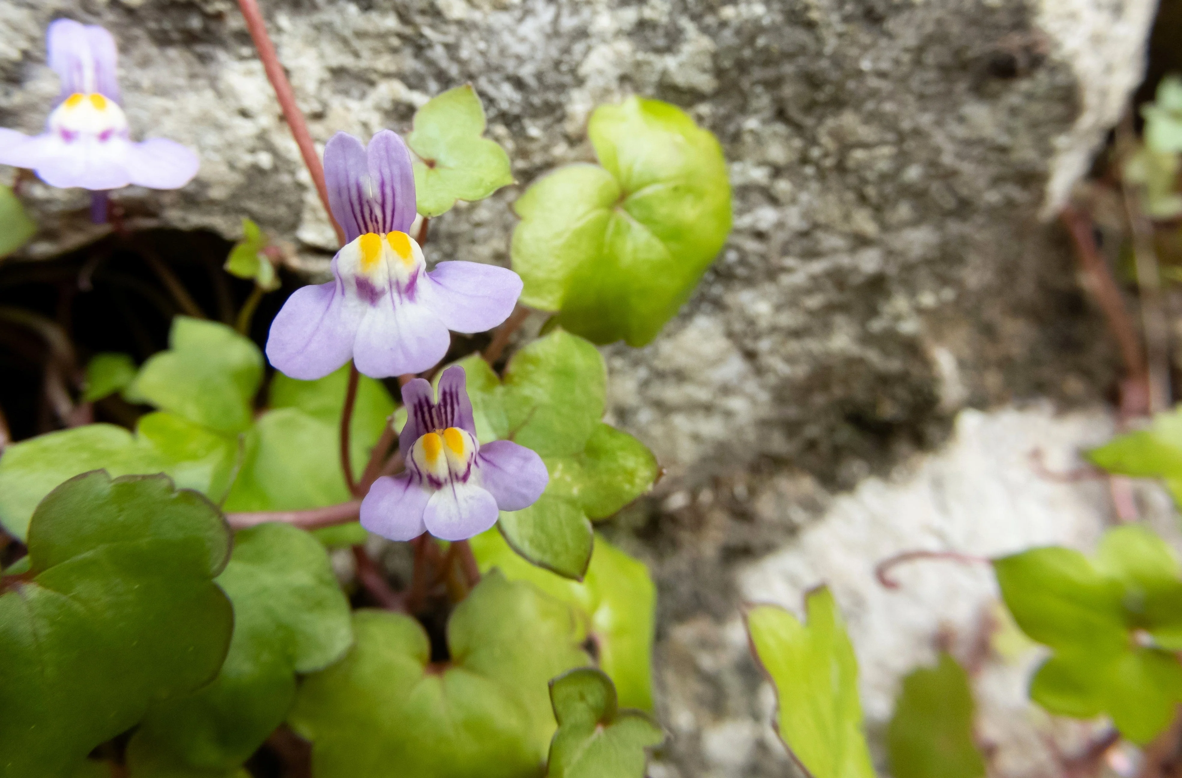 100 KENILWORTH IVY (Ivy-Leaved Toadflax) Cymbalaria Muralis Vine Flower Seeds - Image 12