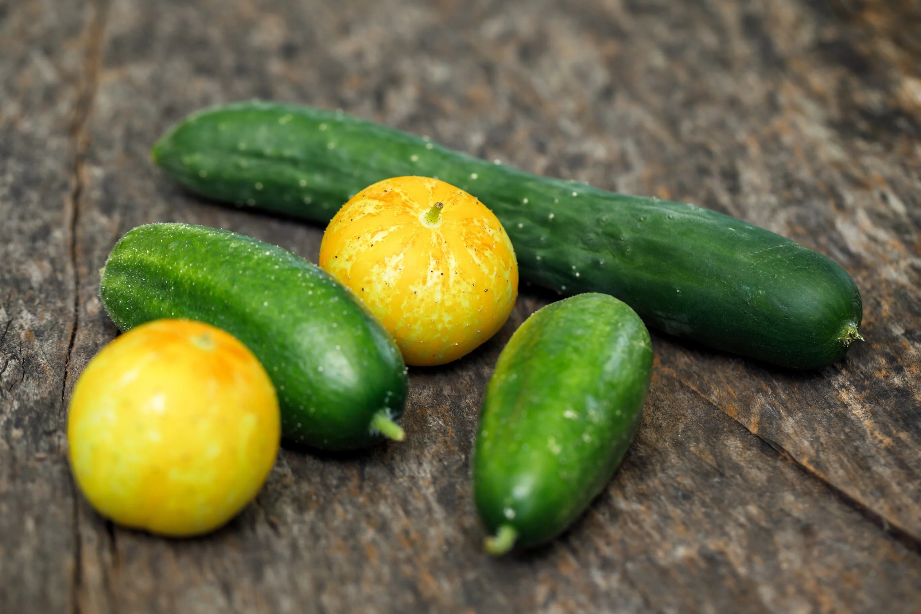100 LEMON CUCUMBER Cucumis Sativus Fruit Vegetable Seeds - Image 3