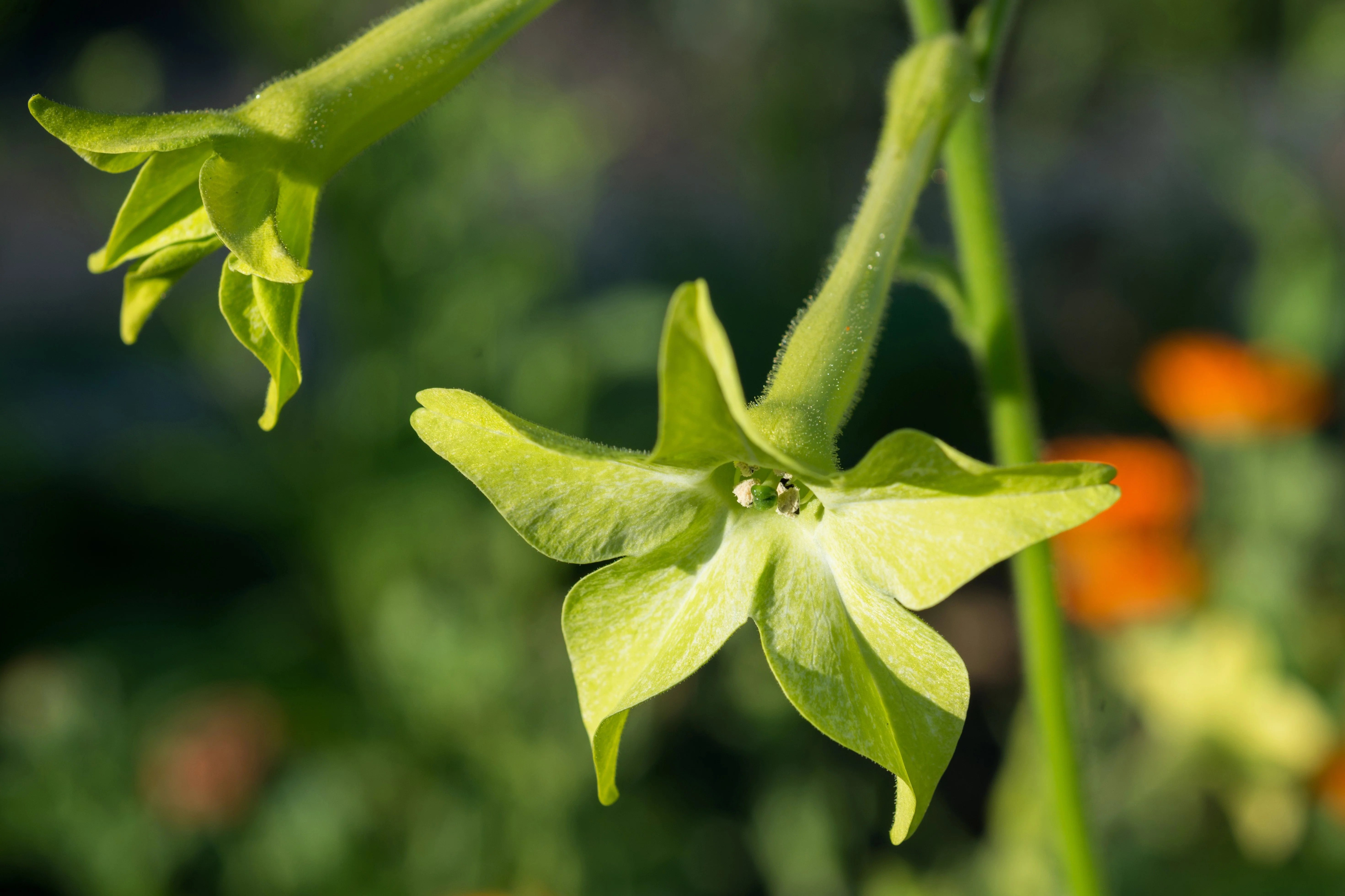 100 LIME GREEN NICOTIANA Alata Flowering Tobacco Seeds - Image 11