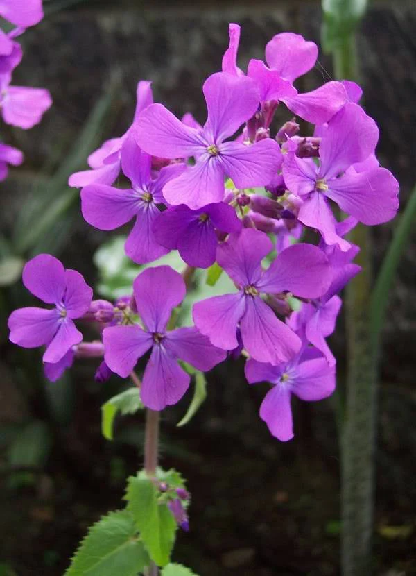 100 LUNARIA Biennis ( MONEY PLANT / Silver Dollar / Honesty / Moonwort ) Flower Seeds - Image 5