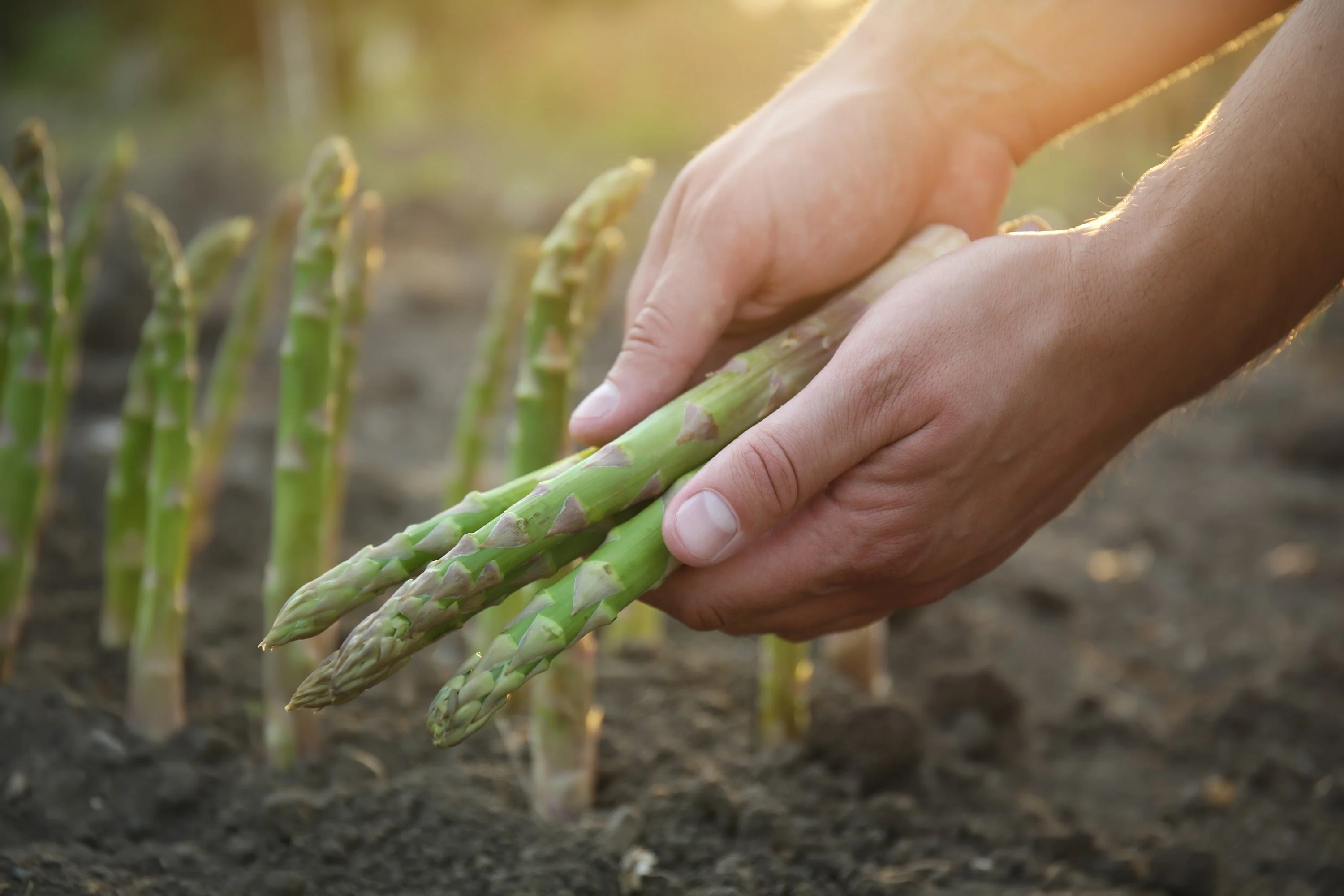100 MARY WASHINGTON ASPARAGUS Officinalis Perennial Vegetable Seeds - Image 8