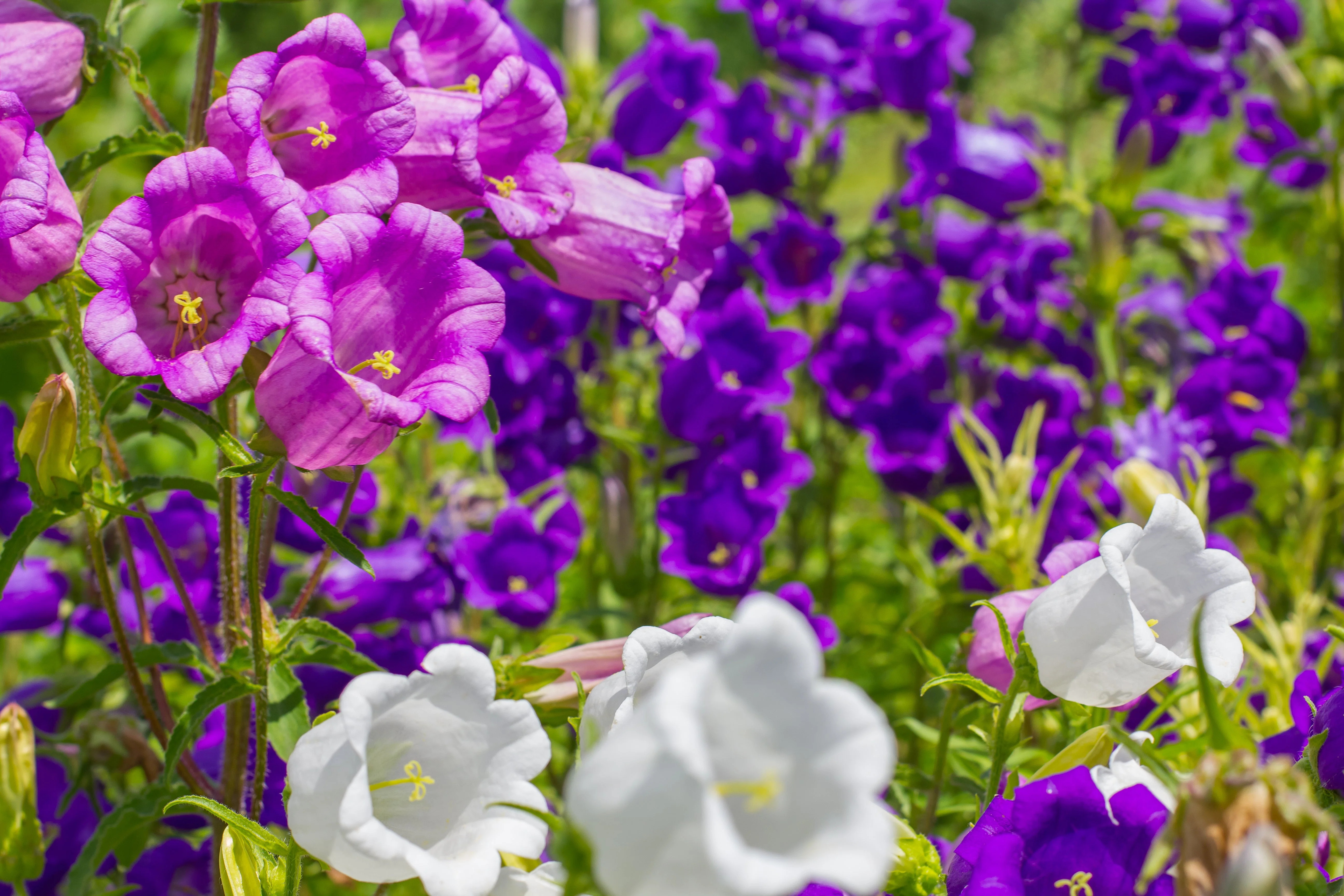 100 MIXED CANTERBURY BELLS - Crown Mix Campanula Medium Flower Seeds - Image 2