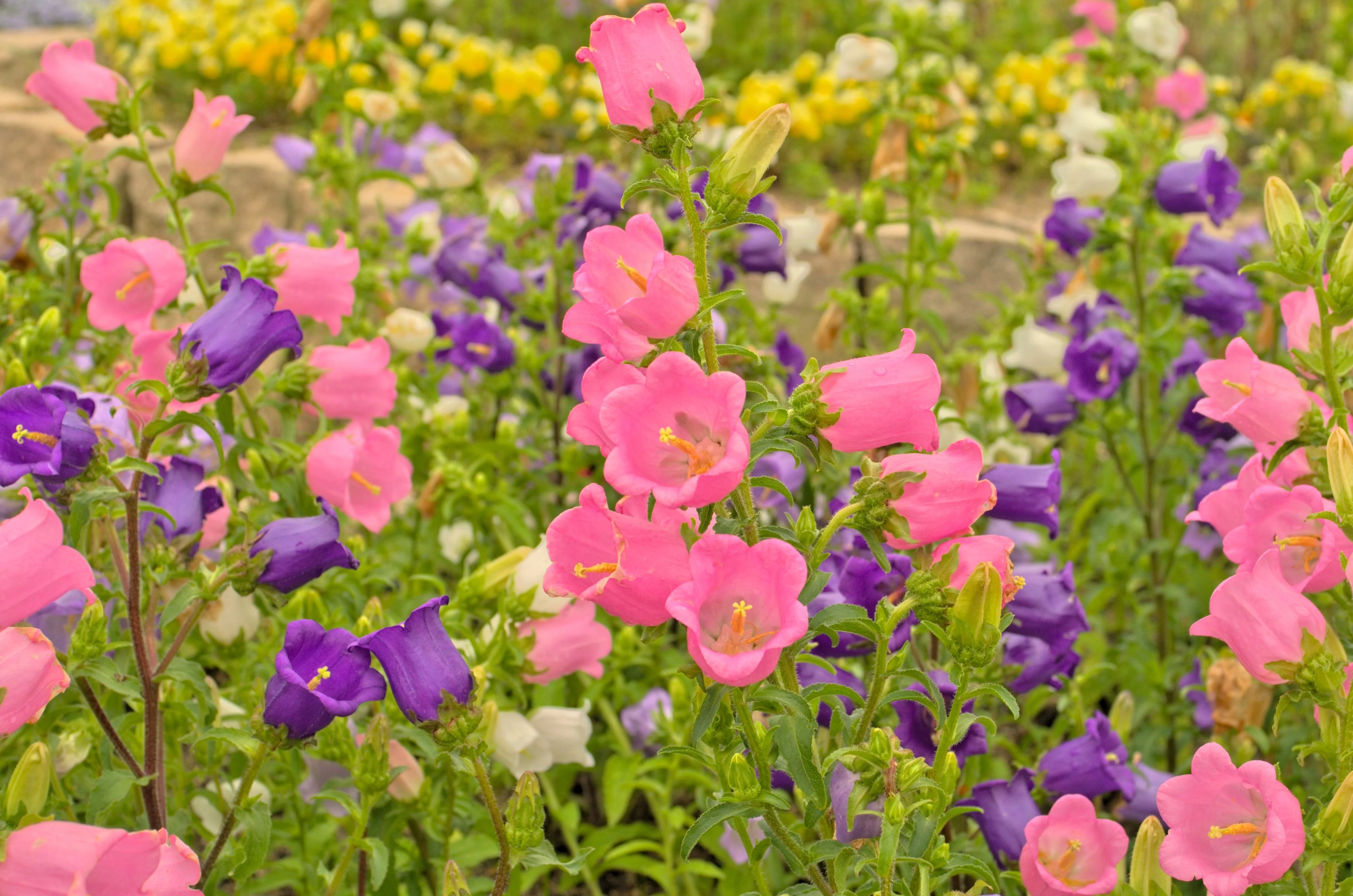 100 MIXED CANTERBURY BELLS - Crown Mix Campanula Medium Flower Seeds - Image 7