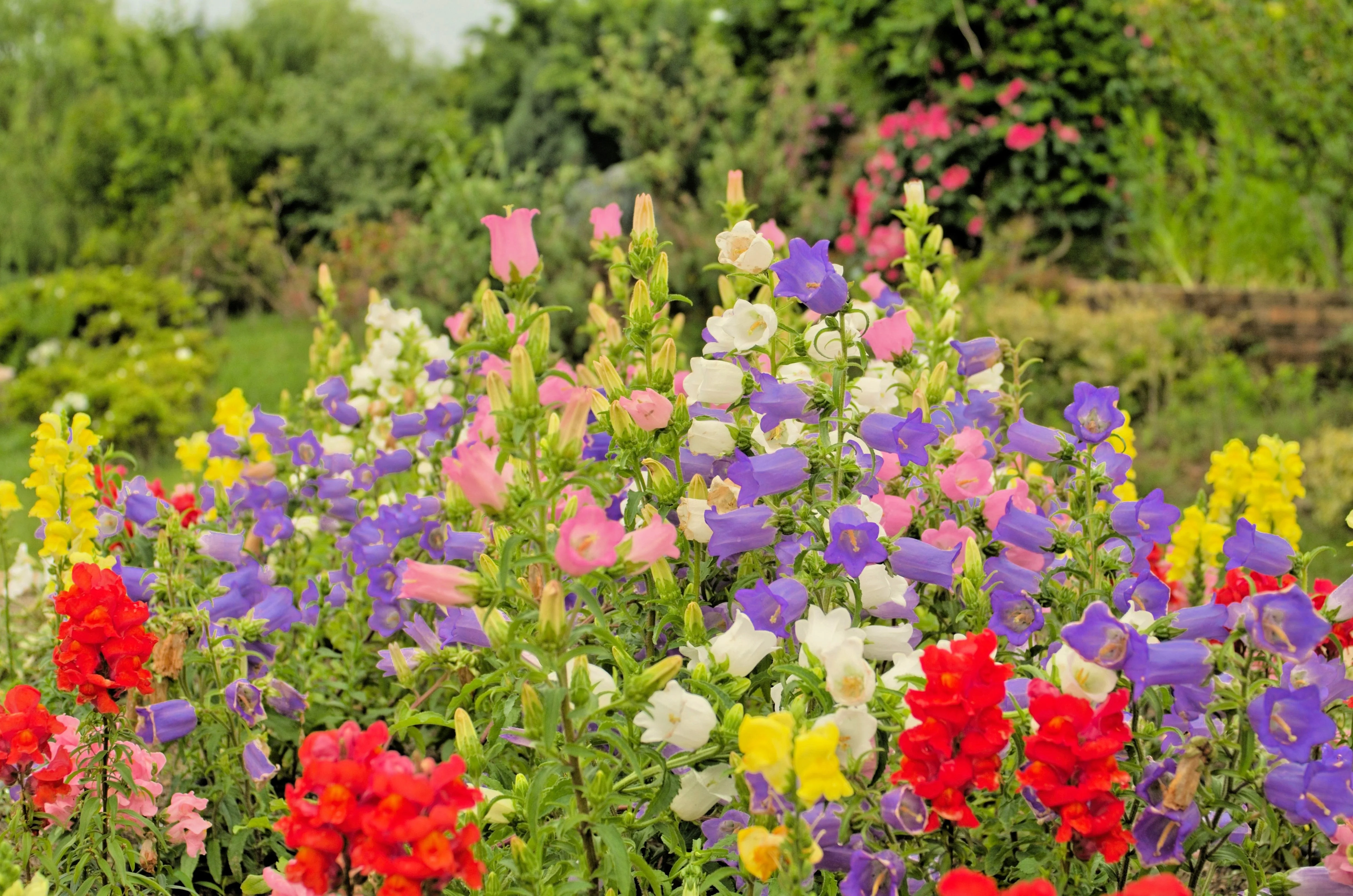100 MIXED CANTERBURY BELLS - Crown Mix Campanula Medium Flower Seeds - Image 8