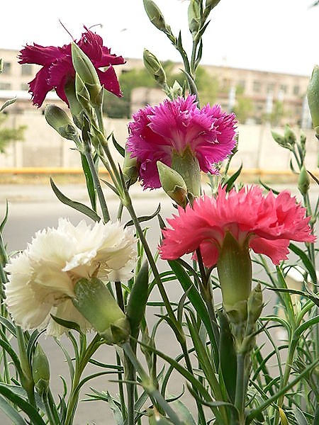 100 Mixed CARNATION / DOUBLE DIANTHUS Chinensis Flower Seeds - Image 3