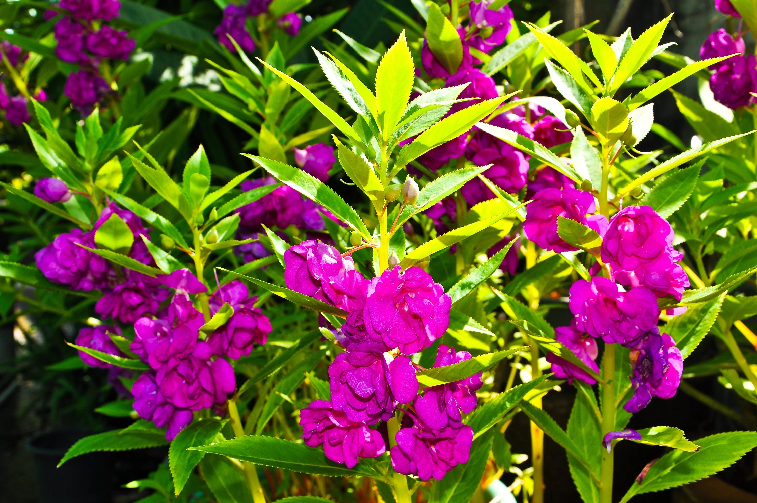 100 Mixed Dwarf TOM THUMB IMPATIENS Balsamina - Sun or Shade - Double Purple, Red, White, Pink, & Orange Flower Seeds - Image 5
