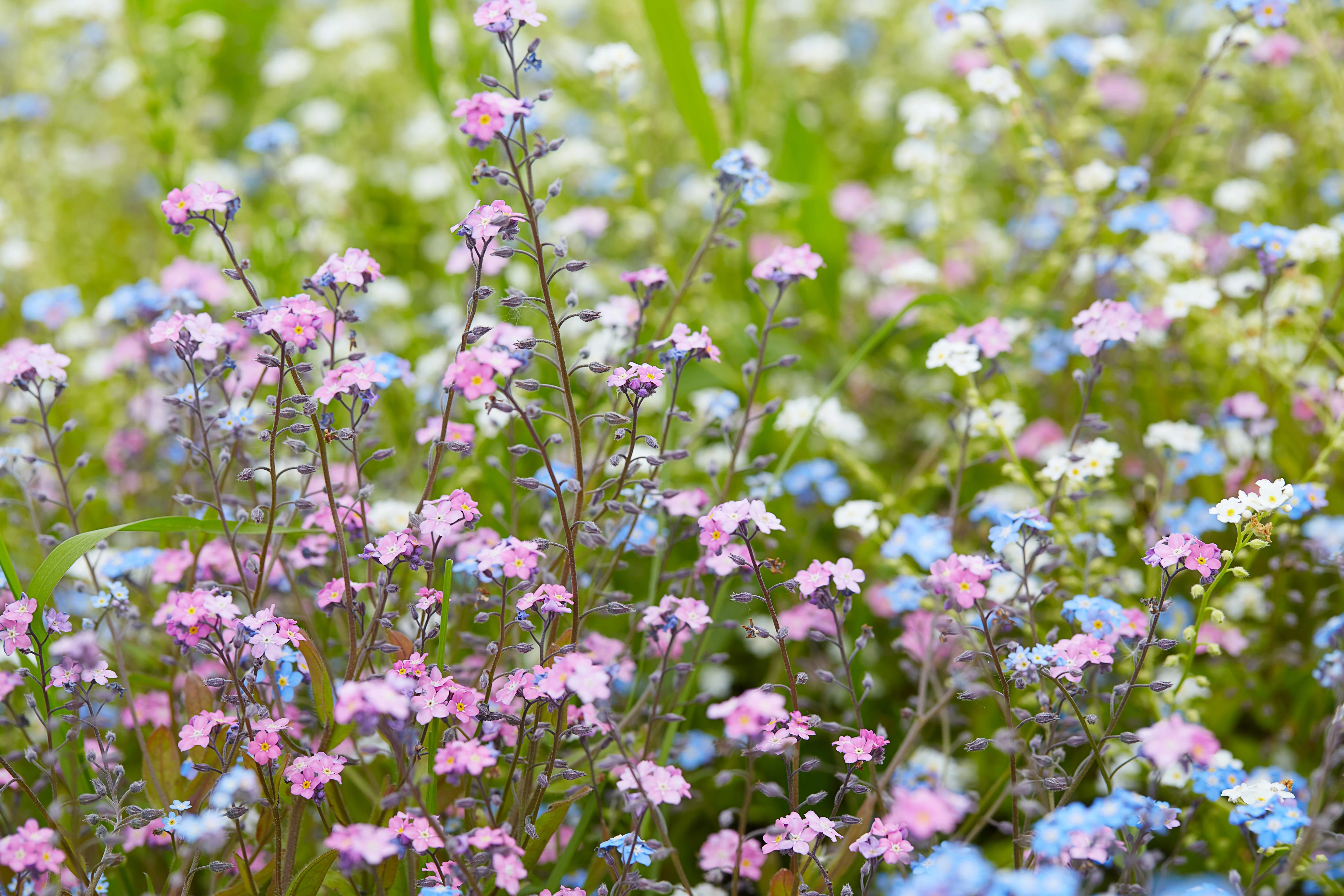 100 Mixed FORGET ME NOT Pink Blue White Mix Myosotis Alpestris Flower Seeds *Flat Shipping - Image 7