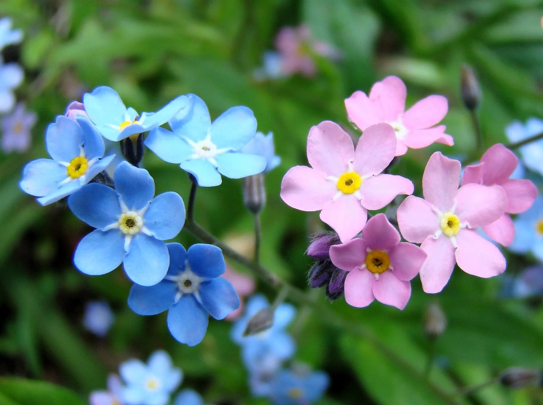 100 Mixed FORGET ME NOT Pink Blue White Mix Myosotis Alpestris Flower Seeds *Flat Shipping - Image 9