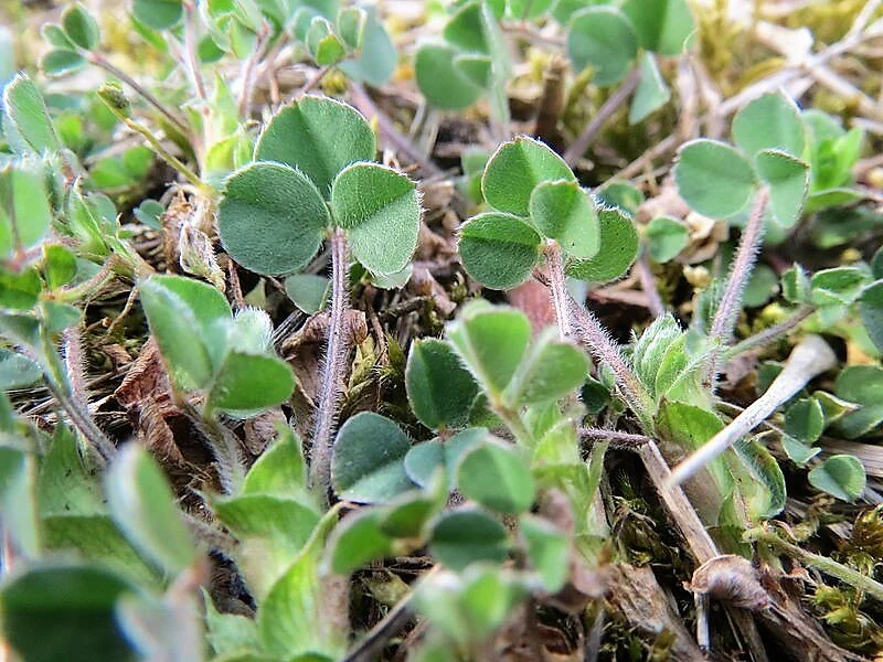 100 MOTHER OF THYME aka Lemon Broadleaved Large Thyme Thymus Pulegioides Herb Pink Flower Seeds - Image 4