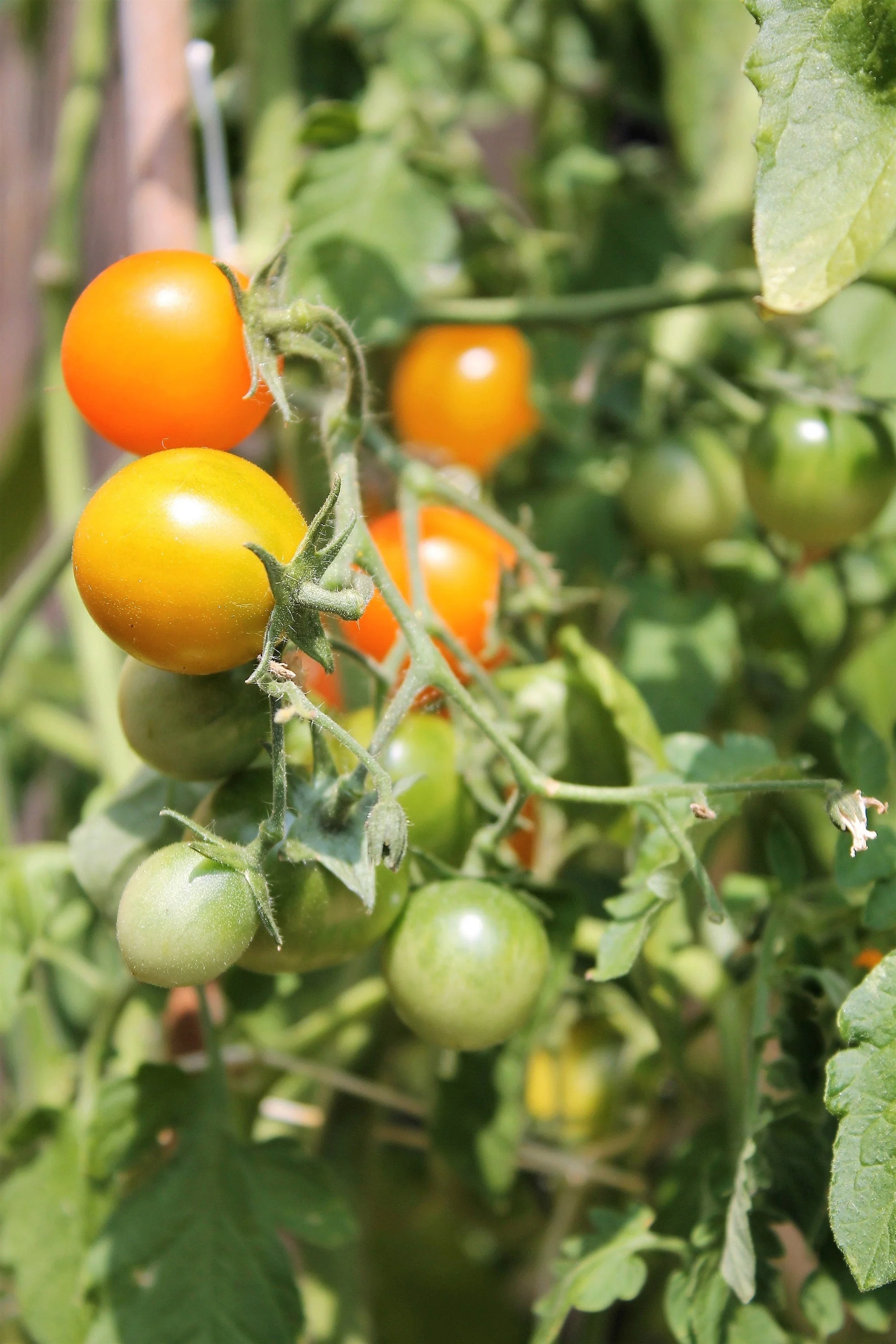 100 ORANGE CHERRY TOMATO Heirloom Solanum Lycopersicum Indeterminate Fruit Vegetable Seeds - Image 3