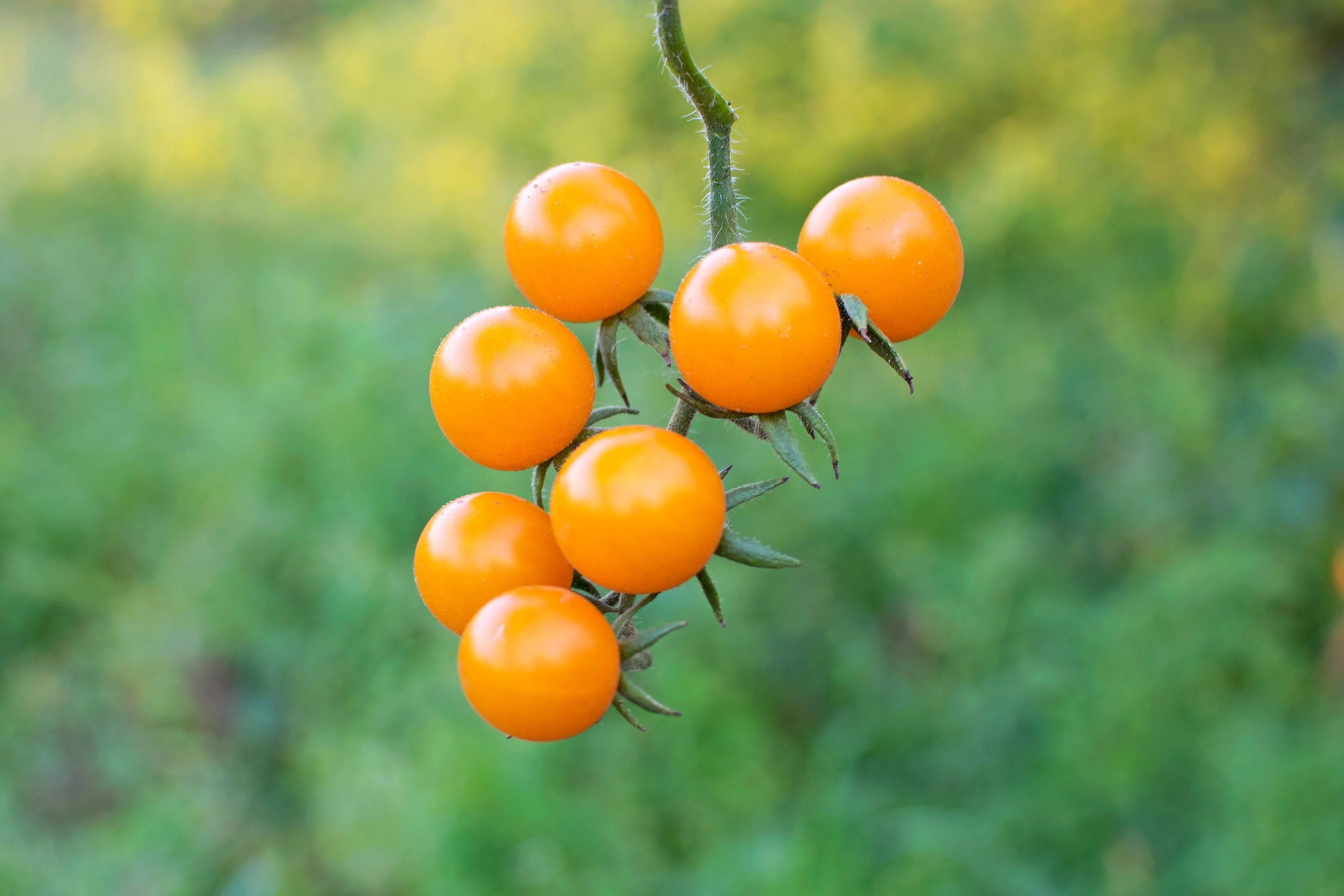100 ORANGE CHERRY TOMATO Heirloom Solanum Lycopersicum Indeterminate Fruit Vegetable Seeds - Image 8