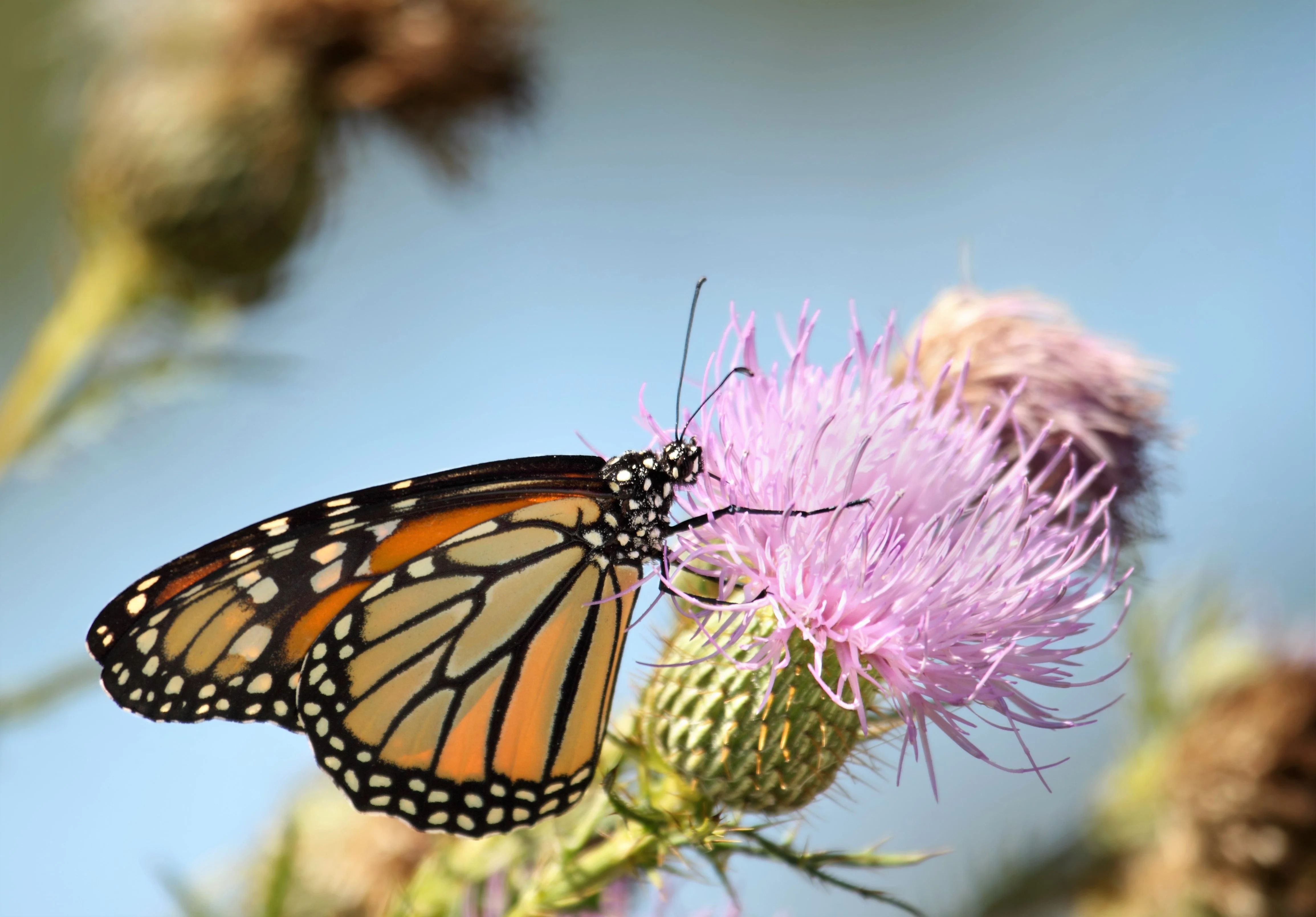 100 ORGANIC Blessed MILK THISTLE Silybum Marianum Hummingbird Purple Flower Seeds - Image 6