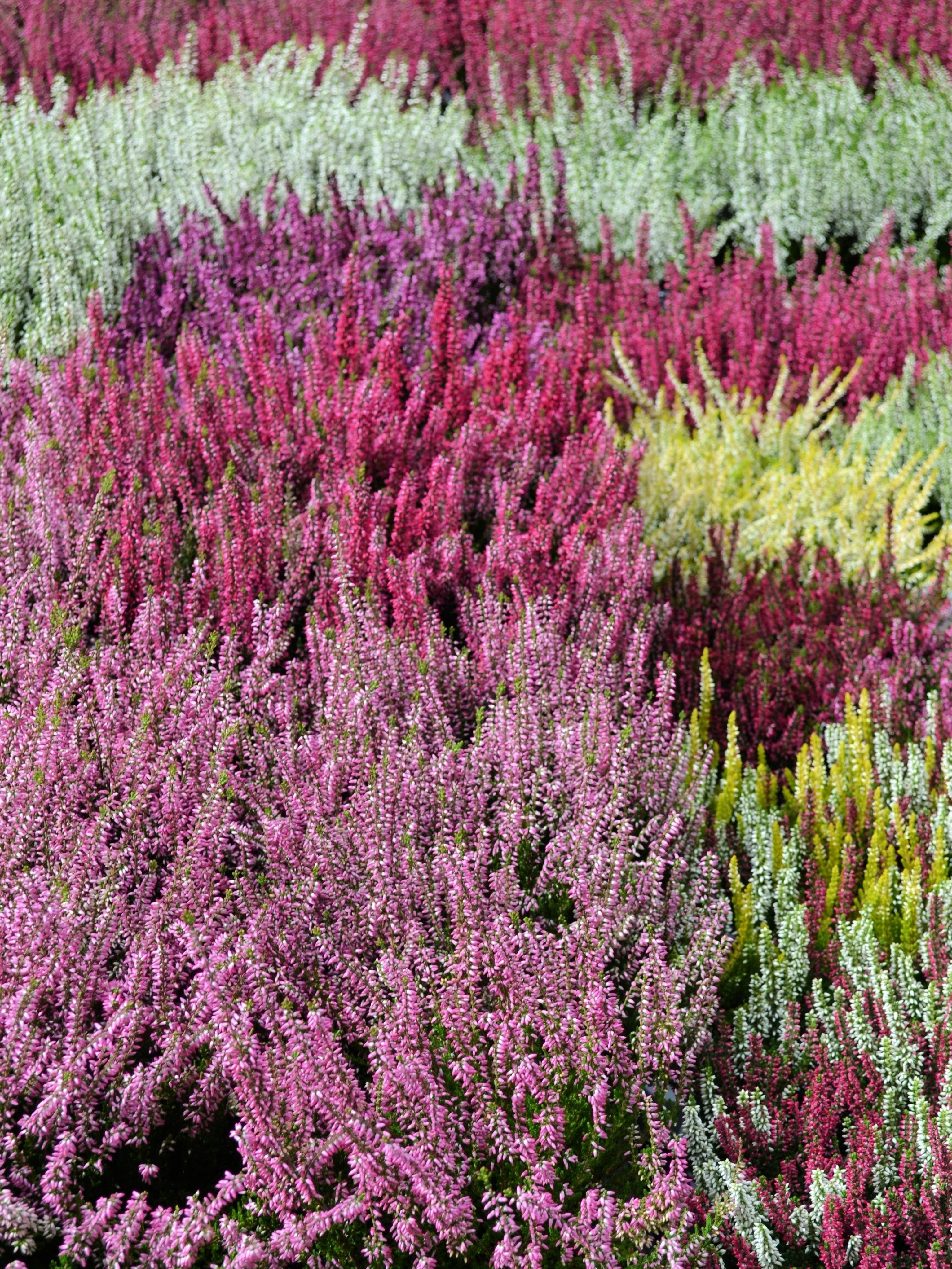 100 Organic BRILLIANT RAINBOW QUINOA Mix Mixed Colors Chenopodium Grain Greens Vegetable Seeds - Image 4
