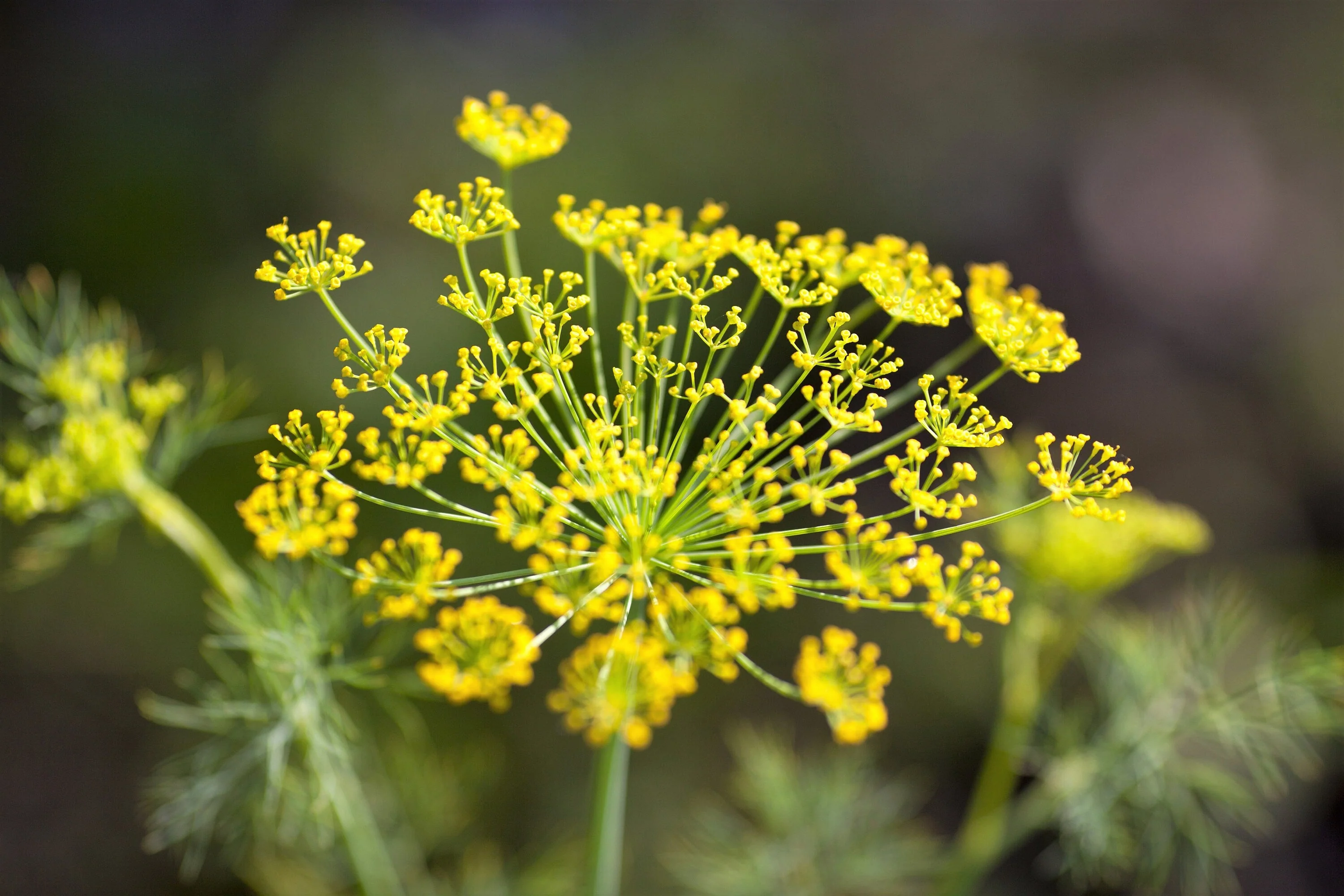 100 Organic BRONZE FENNEL Foeniculum Vulgare Purpureum Herb Bronze Foliage Yellow Flower Seeds - Image 7