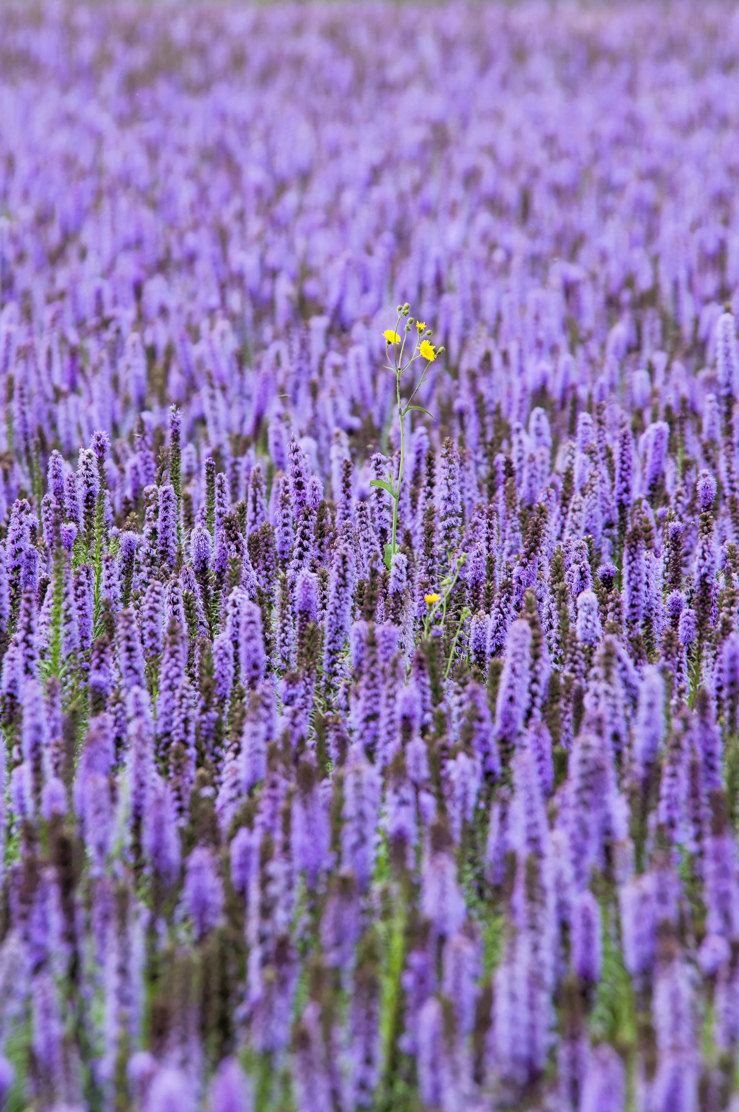 100 ORGANIC Superior LICORICE MINT Agastache Rugosa Korean Tea Herb Purple Flower Seeds - Image 9