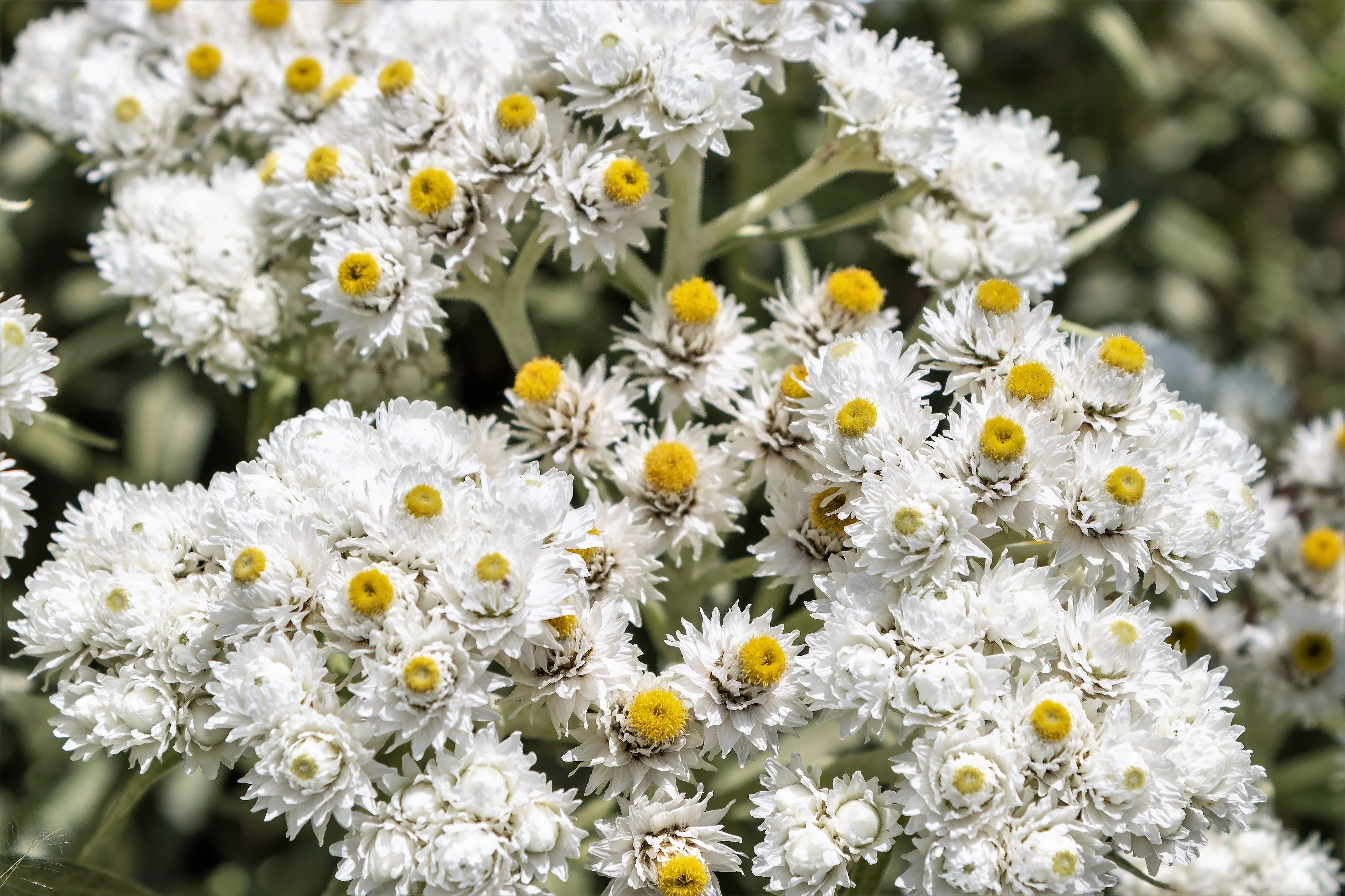 100 PEARLY EVERLASTING Anaphalis Margaritacea Fragrant Butterfly Flower Seeds - Image 3