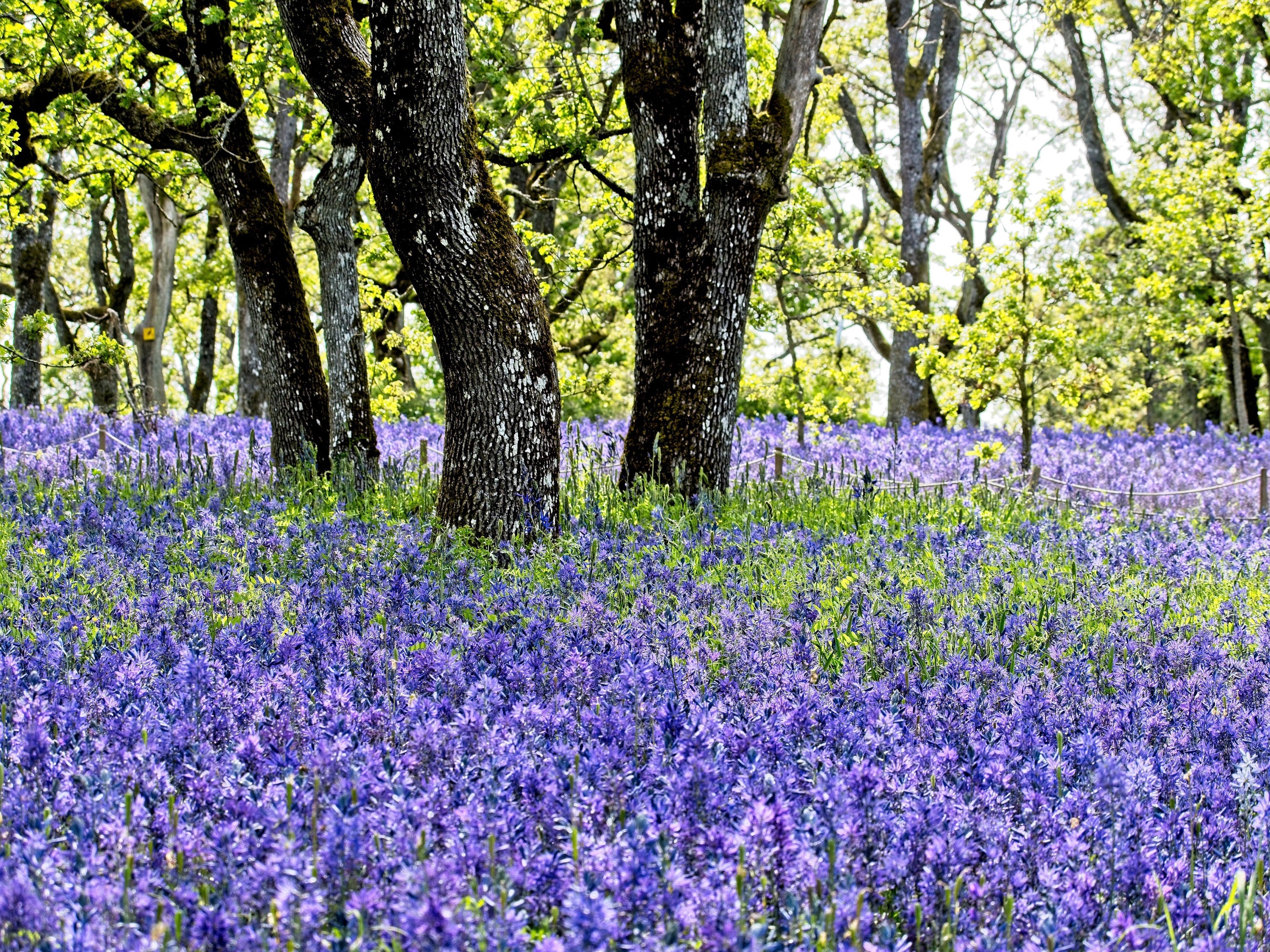 100 PERENNIAL LUPINE Blue Violet Lupinus Perennis Wild Lupine Sundial Purple Native Hummingbird Flower Seeds - Image 7