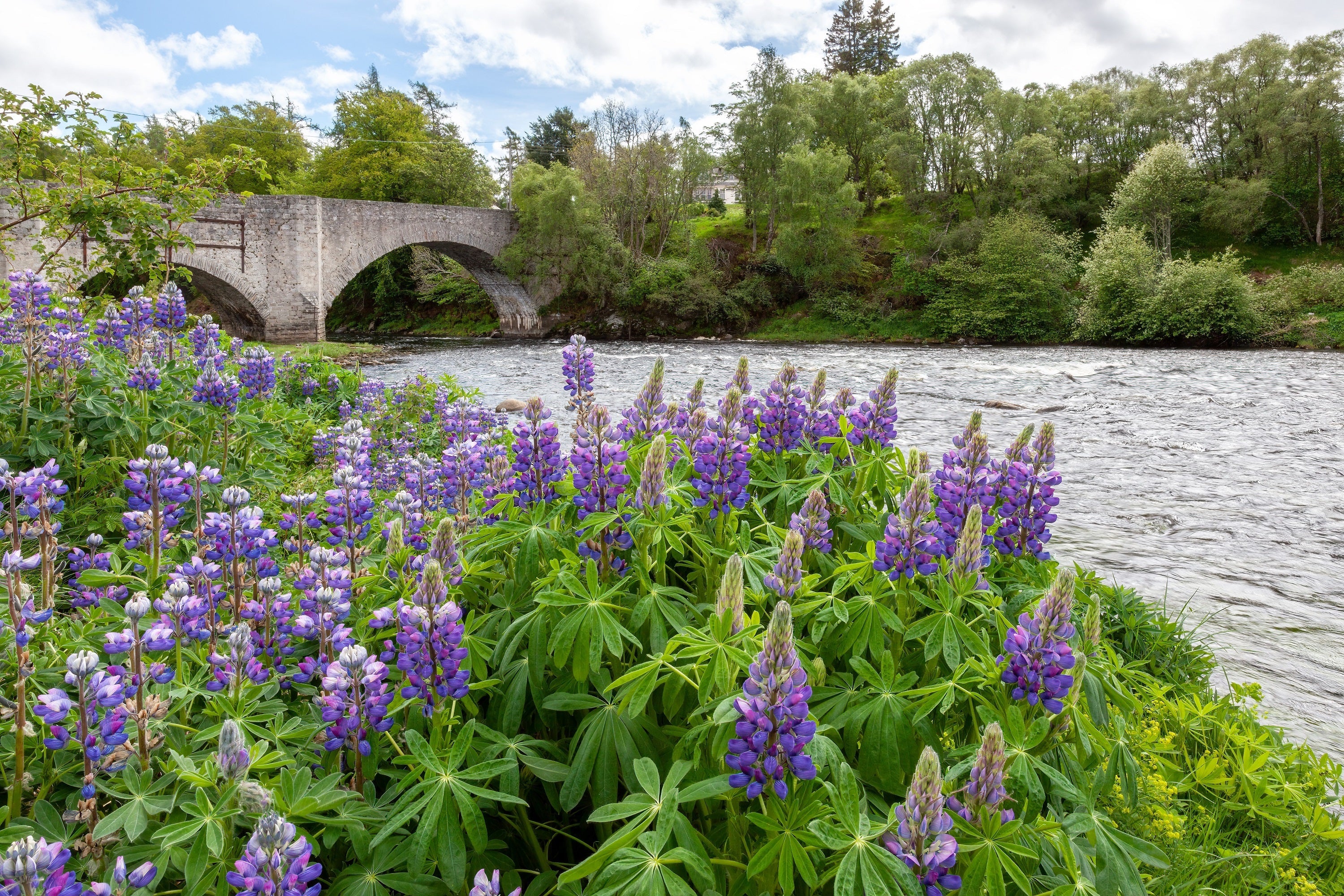 100 PERENNIAL LUPINE Blue Violet Lupinus Perennis Wild Lupine Sundial Purple Native Hummingbird Flower Seeds - Image 9