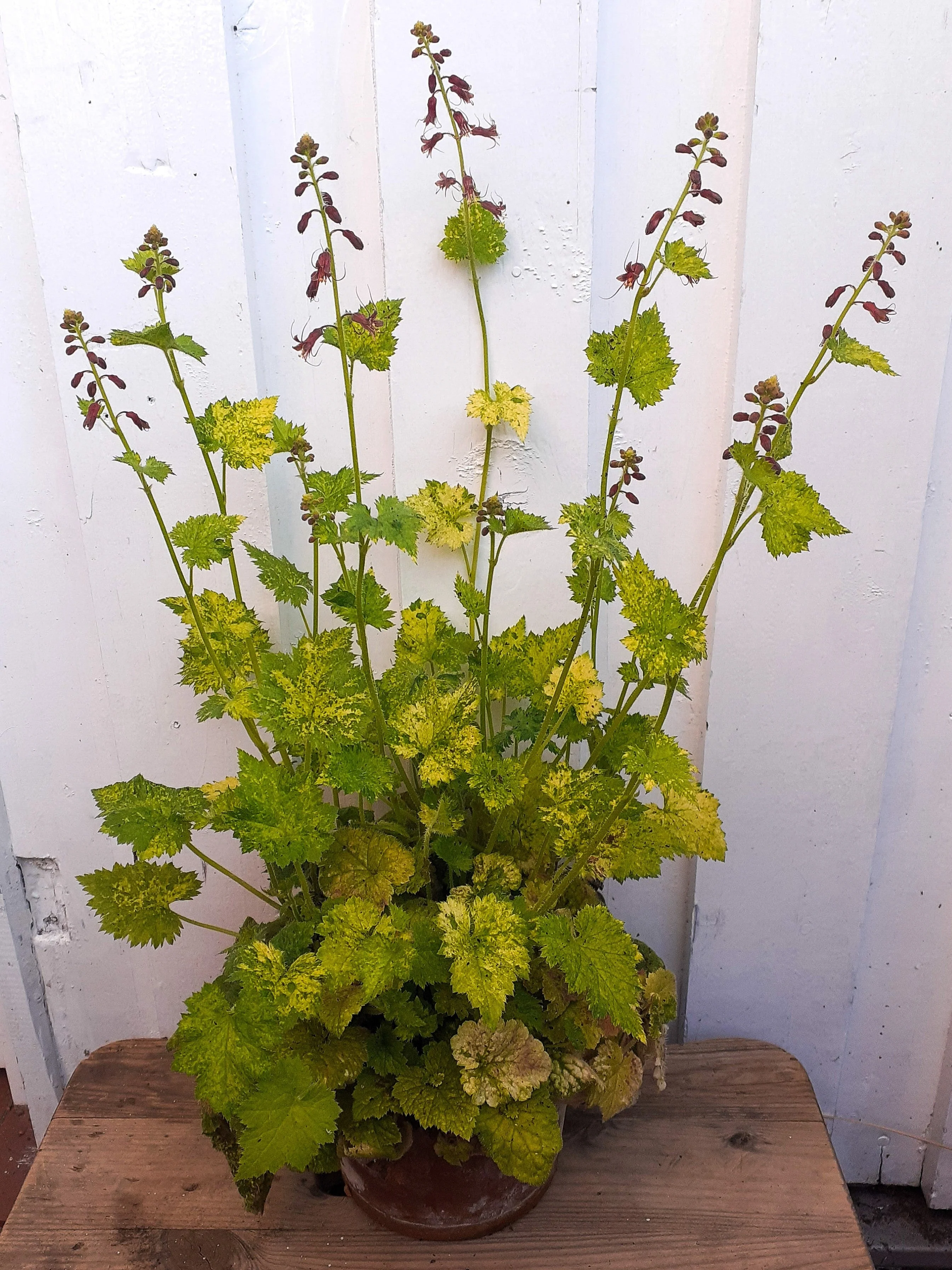 100 PIGGYBACK Plant YOUTH On AGE Tolmiea Thousand Mothers Menziesii Flower Seeds - Image 4