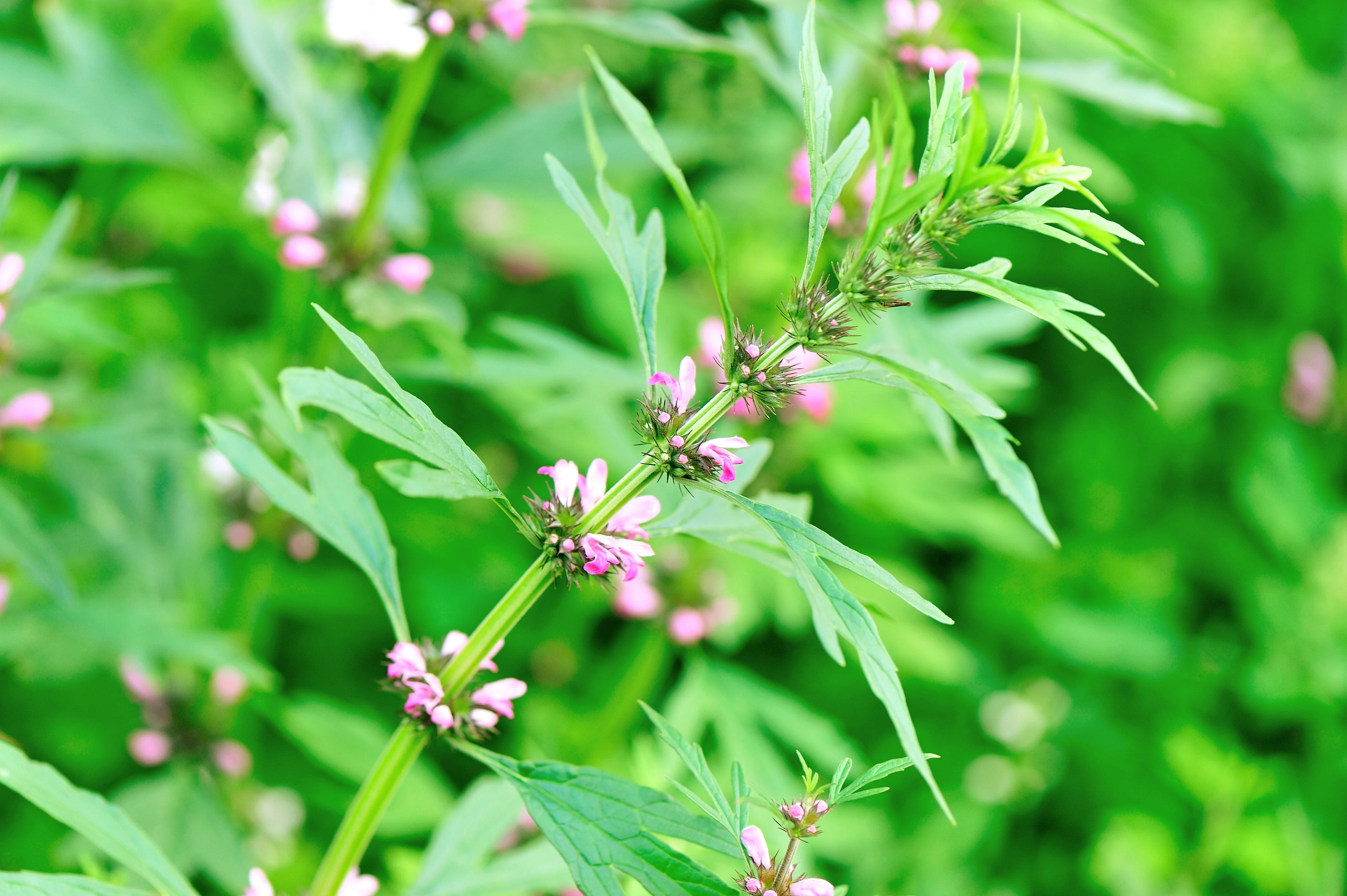 100 Pink CHINESE MOTHERWORT Leonurus Japonicus Siberian Honey Herb Flower Seeds - Image 3