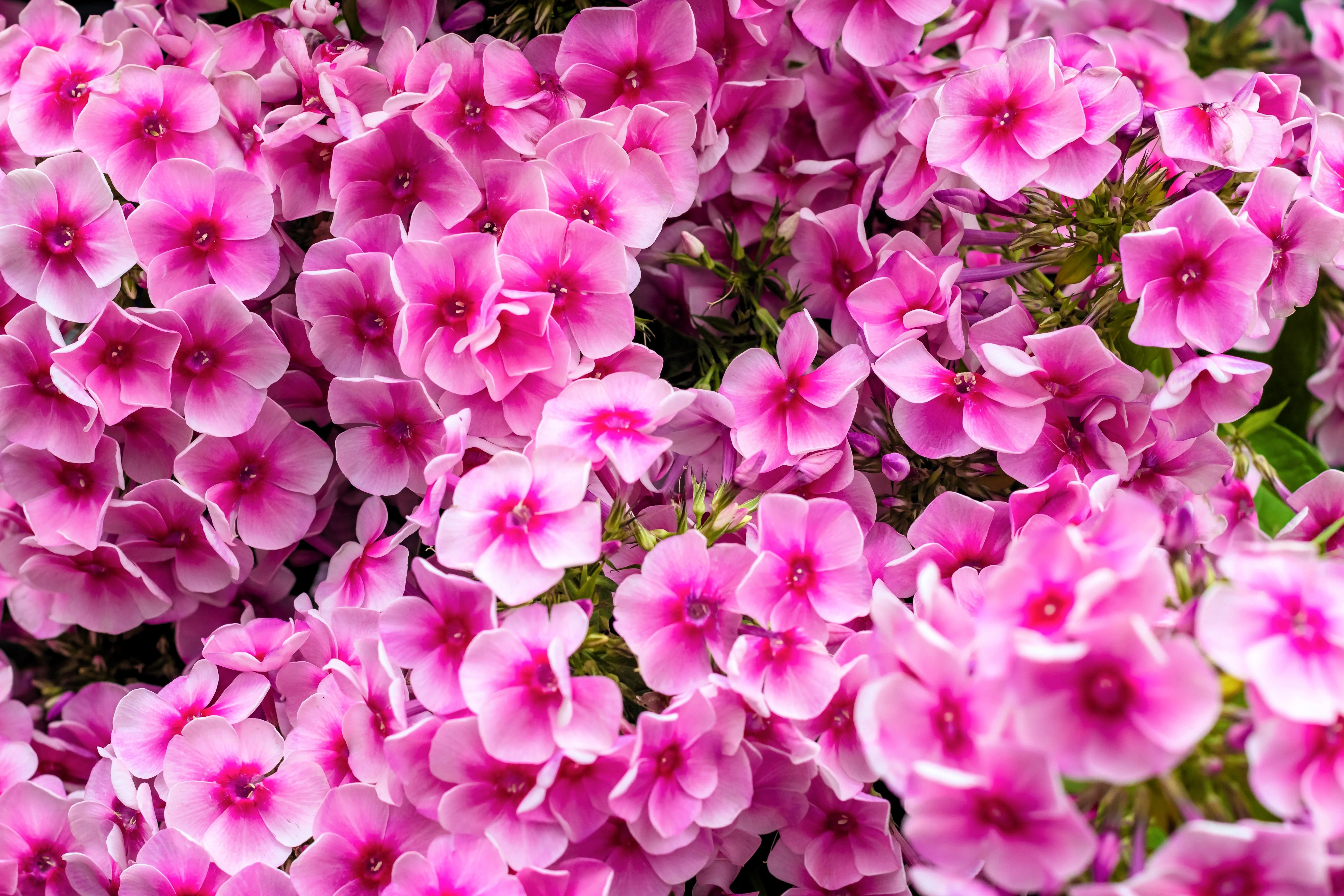 100 PINK DRUMMOND PHLOX Phlox Drummondii Flower Seeds - Image 5