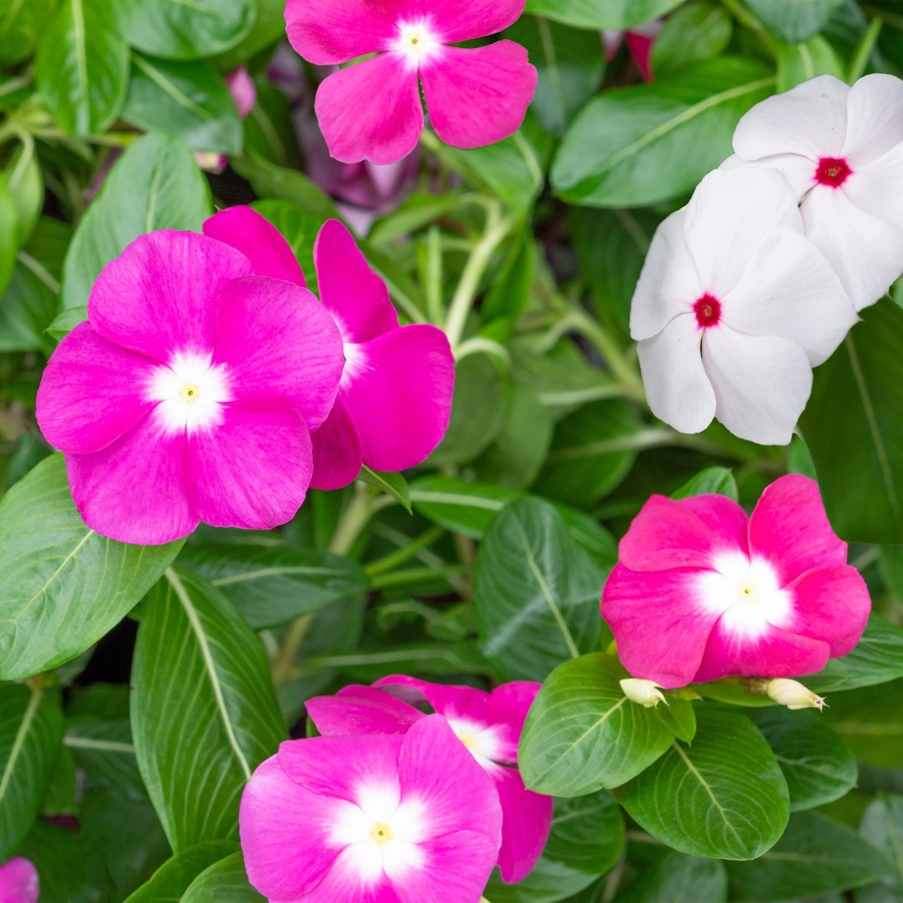 100 Pink DWARF ROSE PERIWINKLE / Vinca Rosea Flower Seeds - Image 6