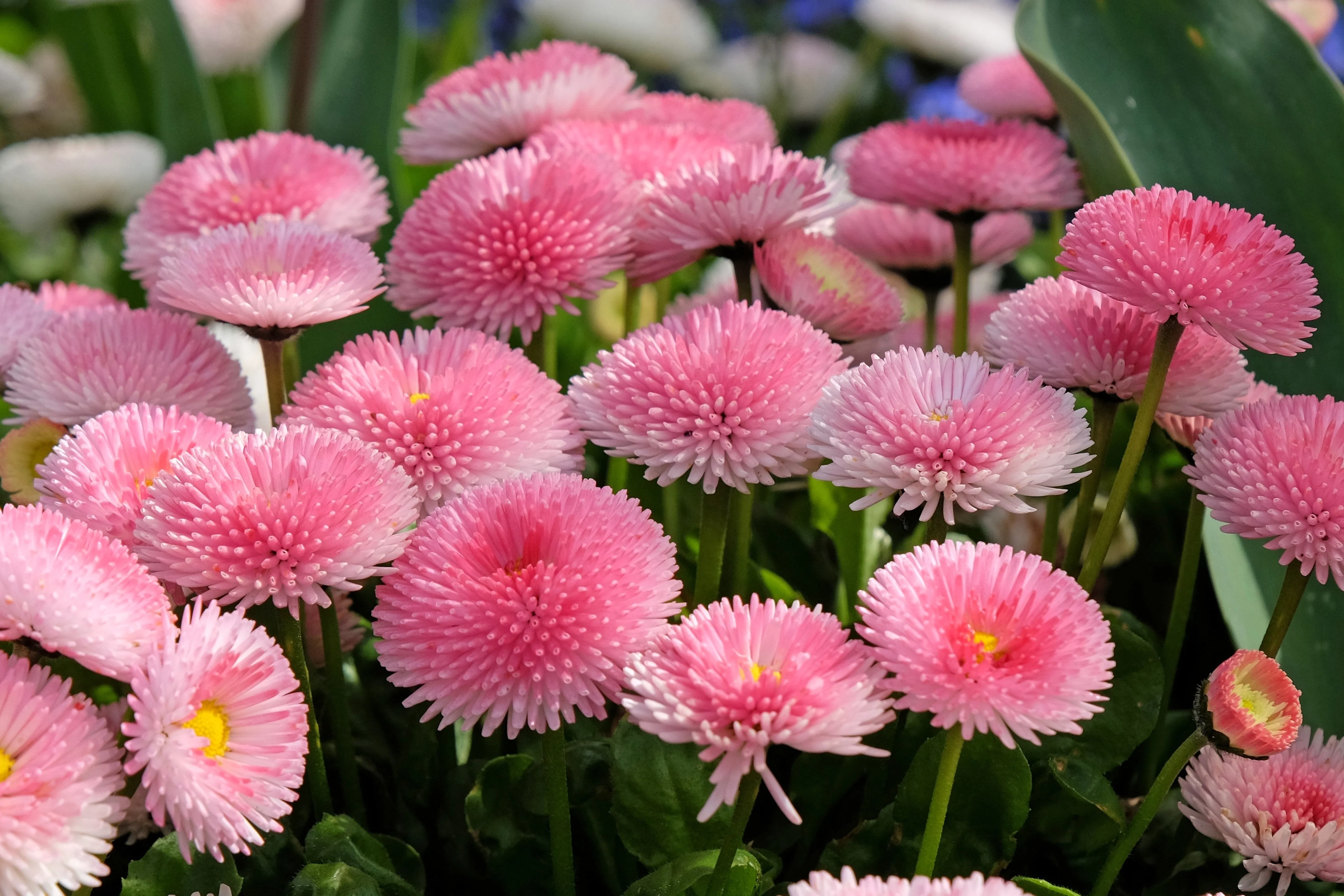 100 PINK ENGLISH DAISY Bellis Perennis Tasso Pink Double Flower Seeds - Image 7