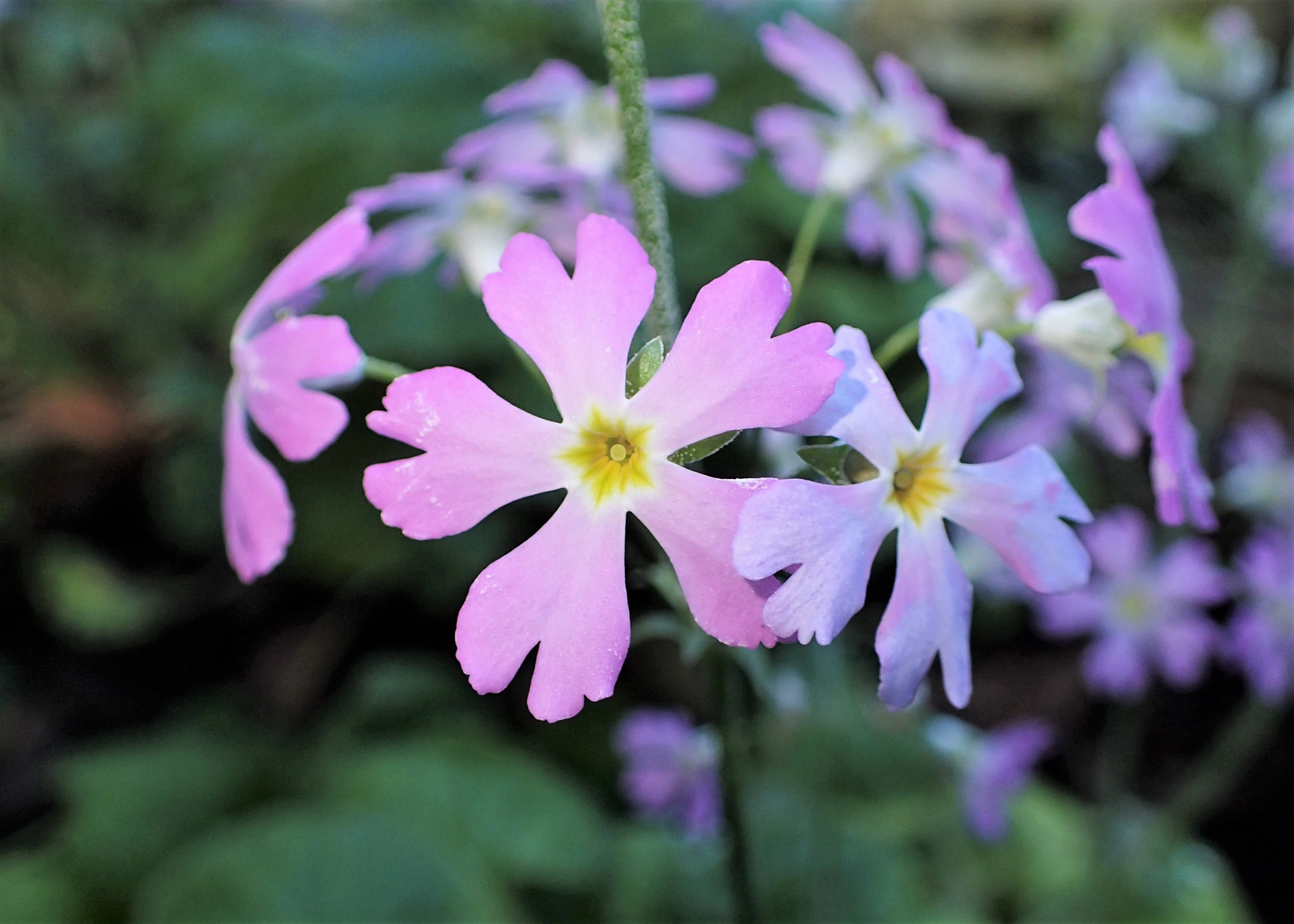 100 PINK FAIRY PRIMROSE Primula Malacoides Baby Primrose Shade Houseplant Flower Seeds - Image 6