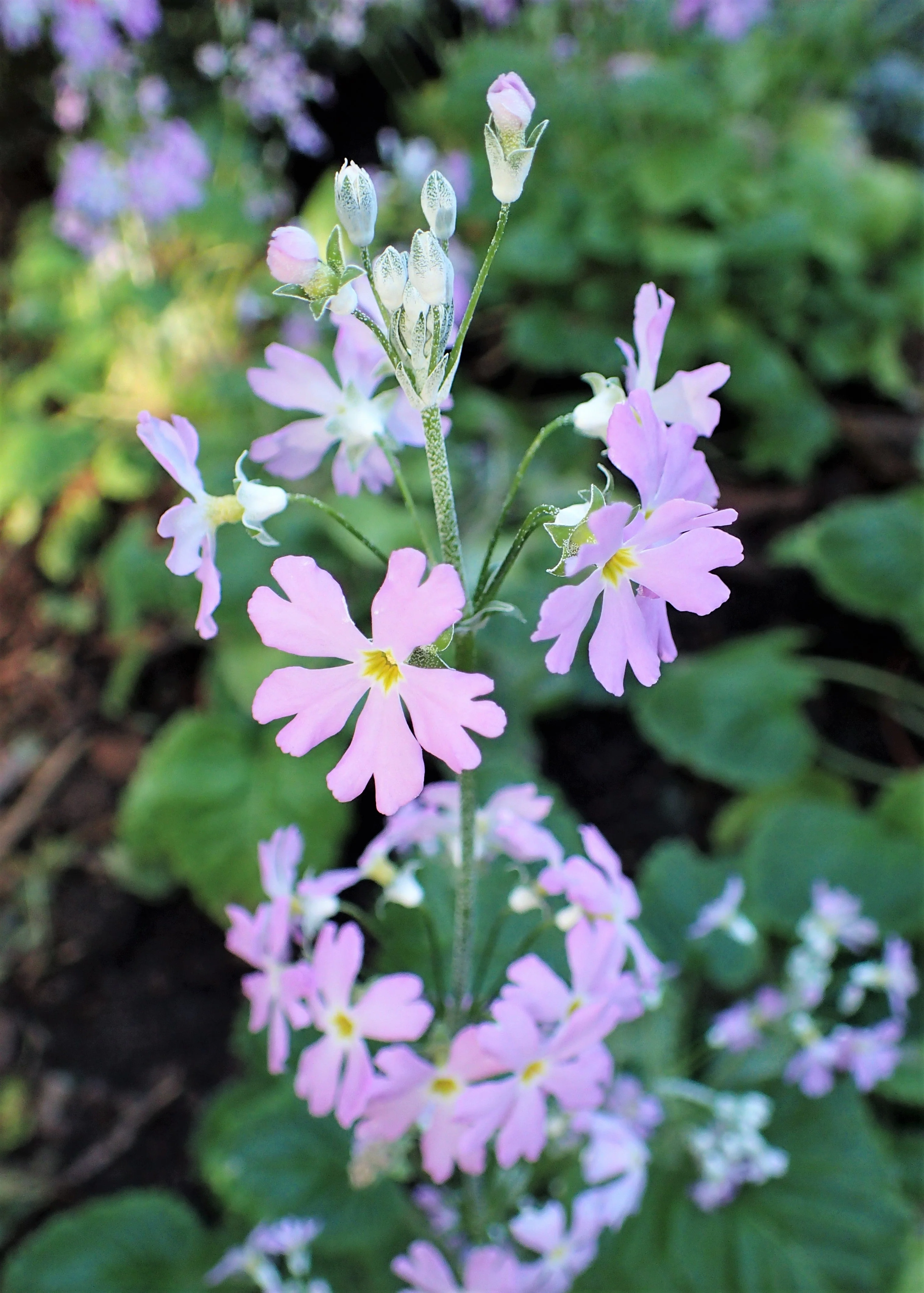 100 PINK FAIRY PRIMROSE Primula Malacoides Baby Primrose Shade Houseplant Flower Seeds - Image 7