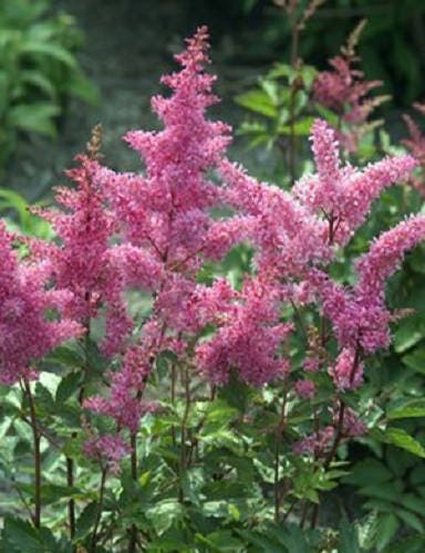 100 PINK MIX ASTILBE (False Spirea / False Goats Beard) Astilbe Chinensis Flower Seeds - Image 3