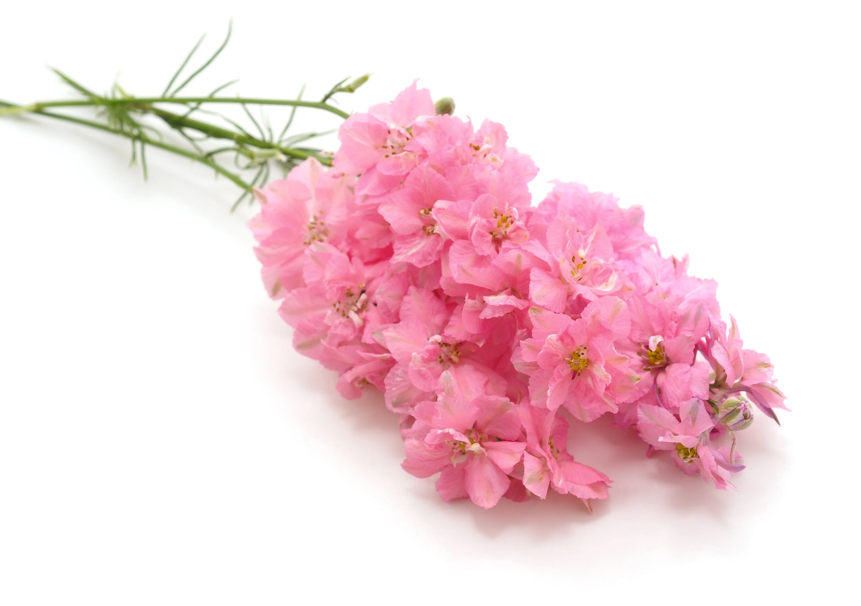 100 PINK PERFECTION LARKSPUR / DELPHINIUM Consolida Ambigua Ajacis Flower Seeds - Image 3