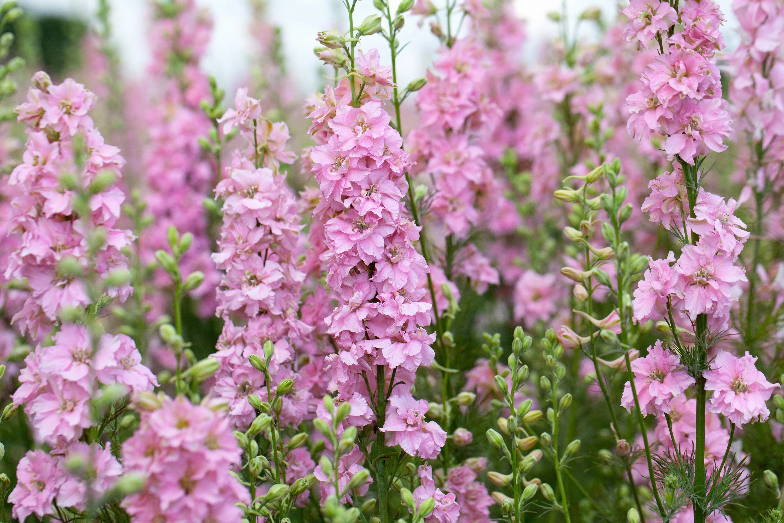 100 PINK PERFECTION LARKSPUR / DELPHINIUM Consolida Ambigua Ajacis Flower Seeds - Image 6