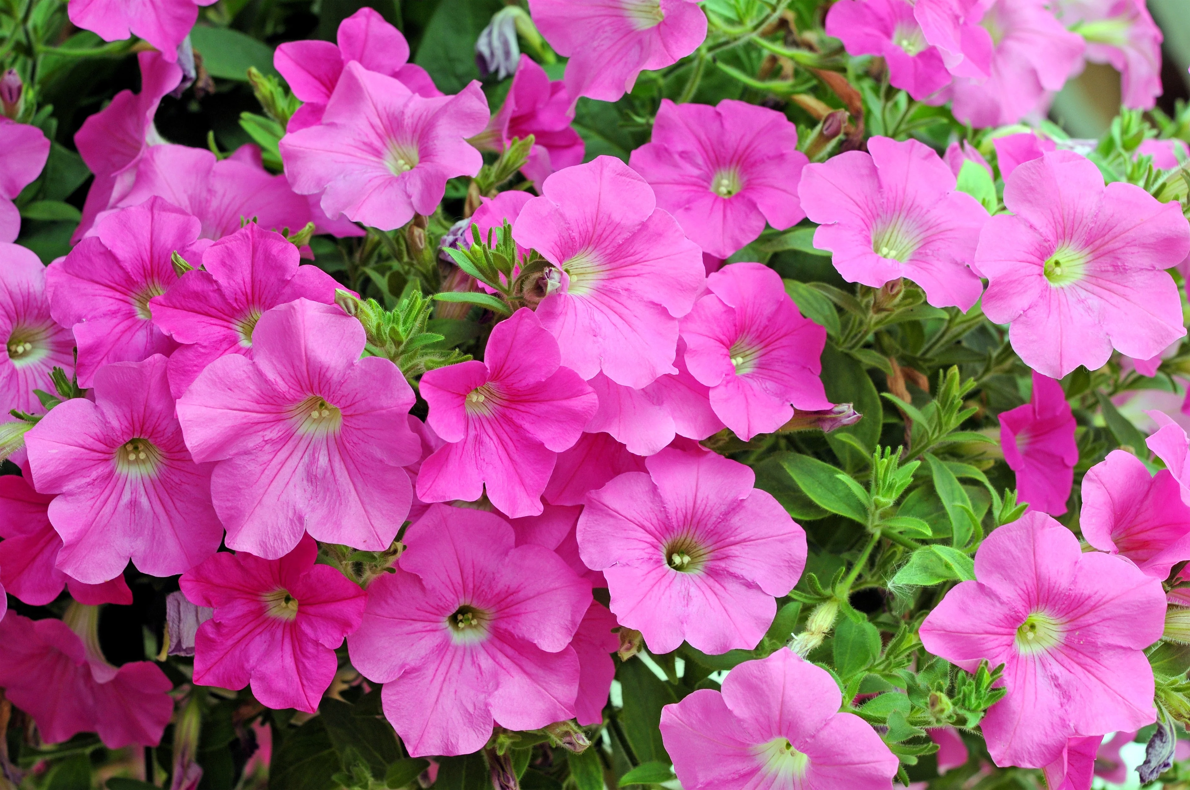 100 PINK PETUNIA Hybrida Pollinator Garden Container Flower Seeds - Image 3
