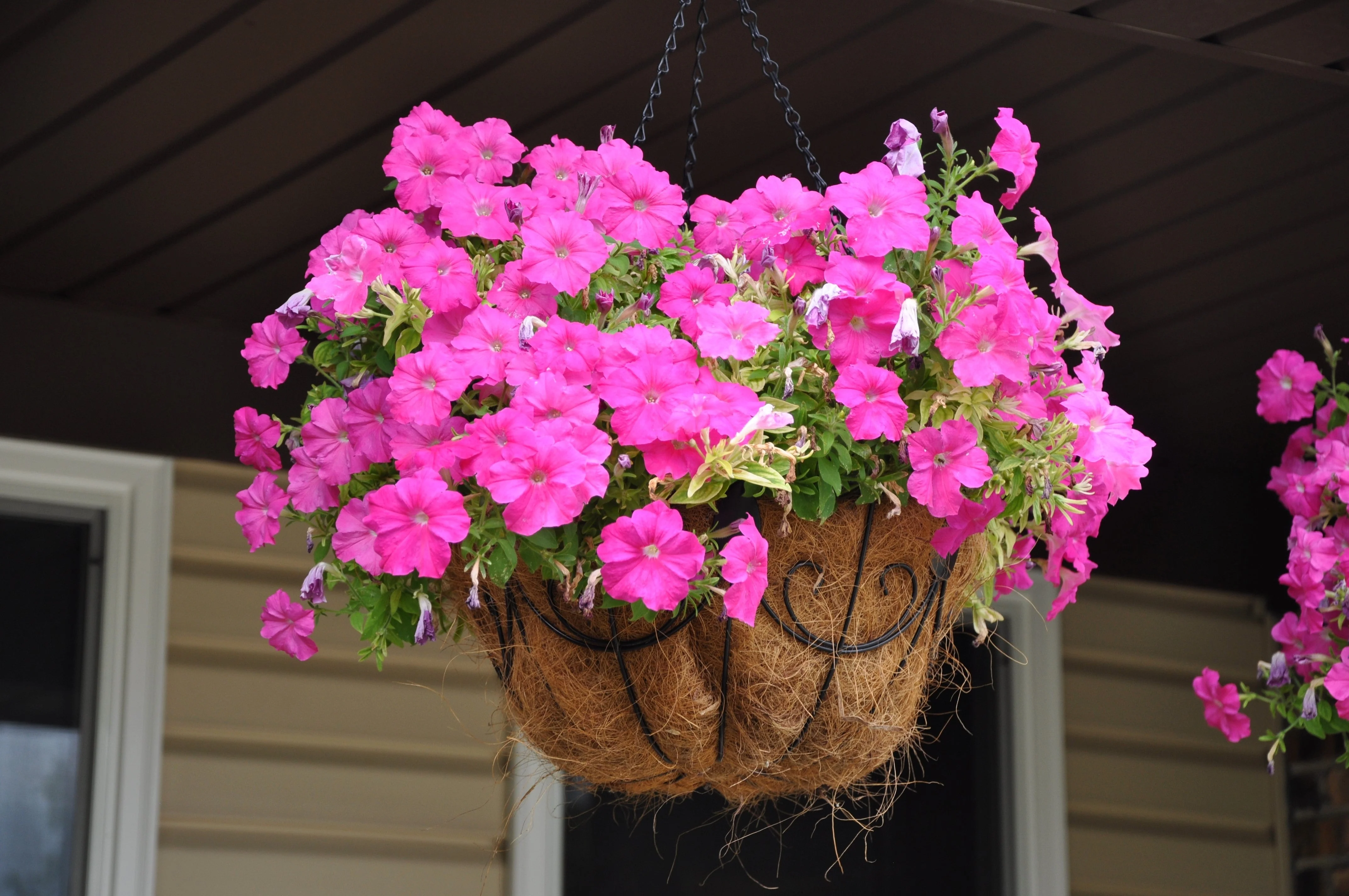 100 PINK PETUNIA Hybrida Pollinator Garden Container Flower Seeds - Image 9