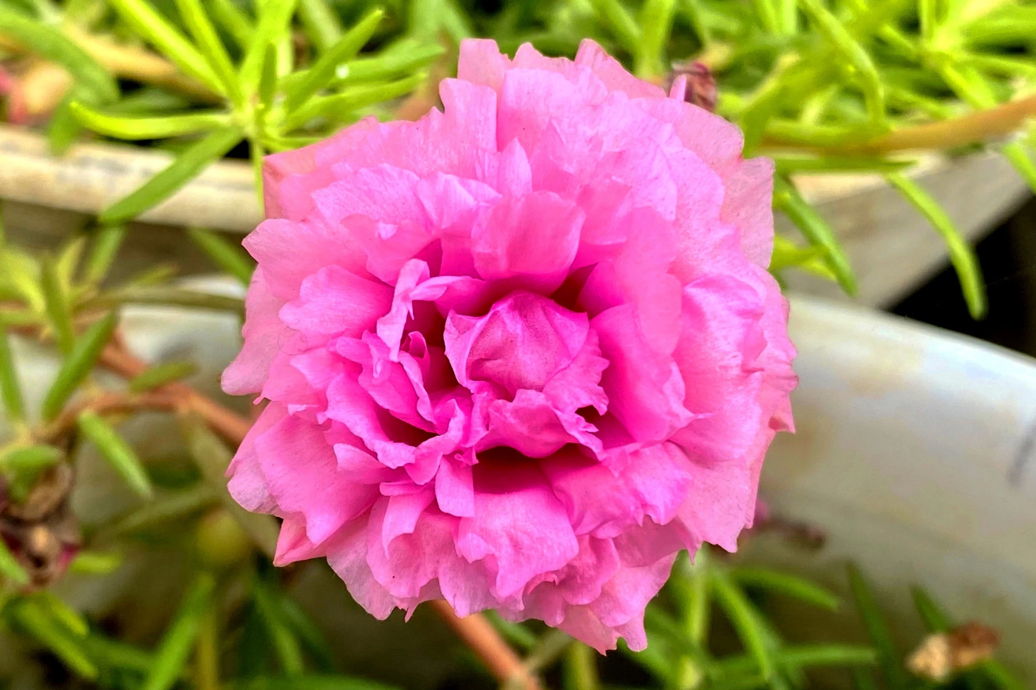 100 Pink PORTULACA Grandiflora / MOSS ROSE Flower Seeds - Image 4
