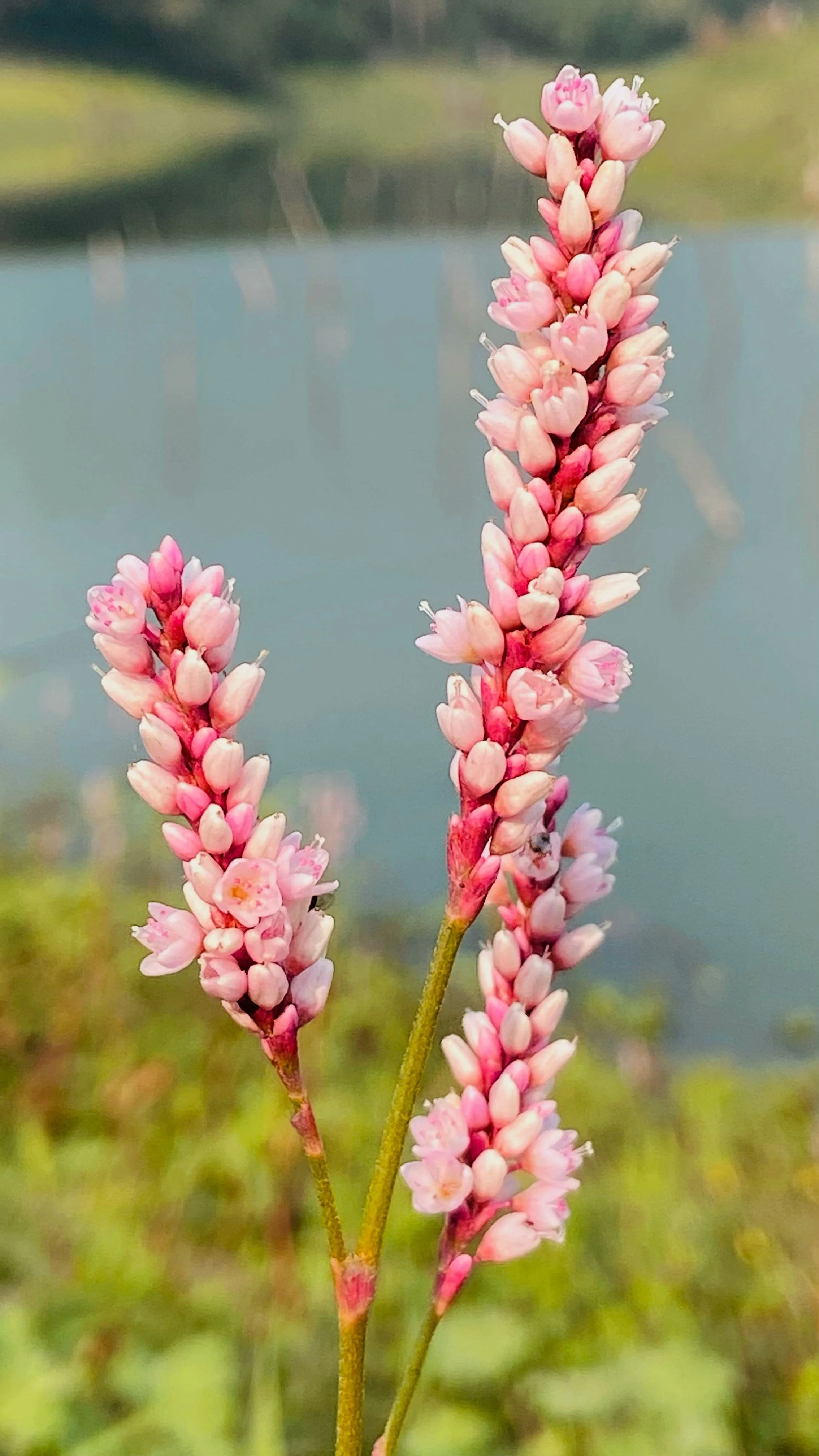 100 PINKWEED Smartweed Pink Knotweed Polygonum Wetland Flower Herb Seeds - Image 8
