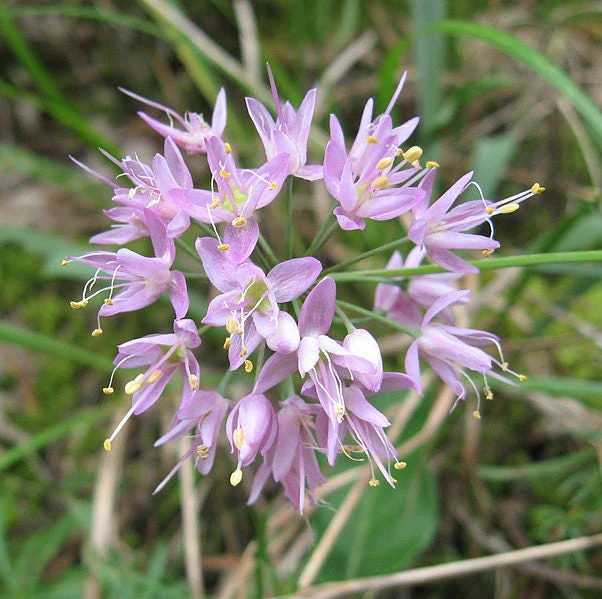 100 PRAIRIE ALLIUM Stellatum Prairie Onion Pink Flower Seeds - Image 3