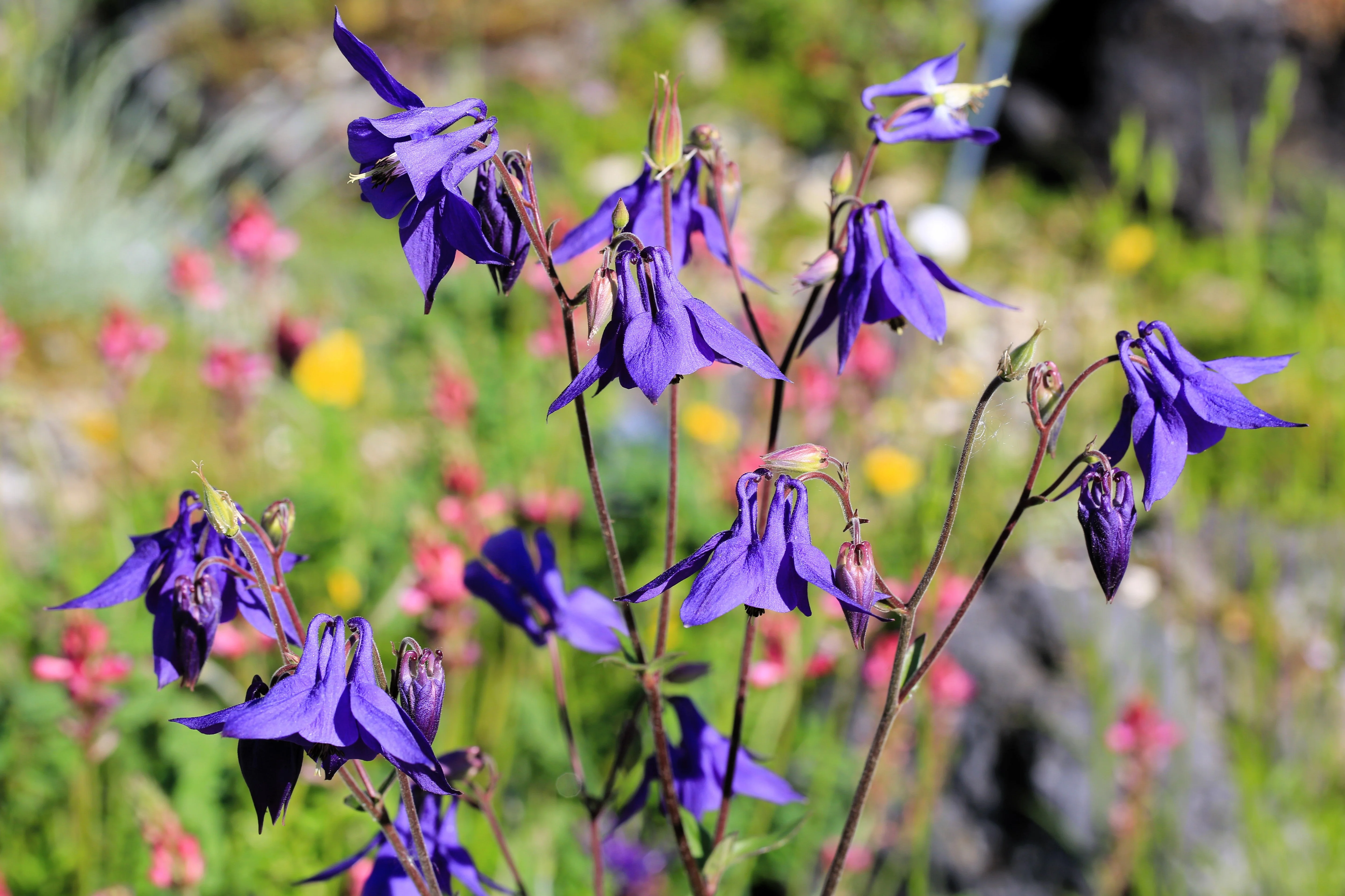 100 PURPLE COLUMBINE Aquilegia Vulgaris Flower Seeds - Image 5