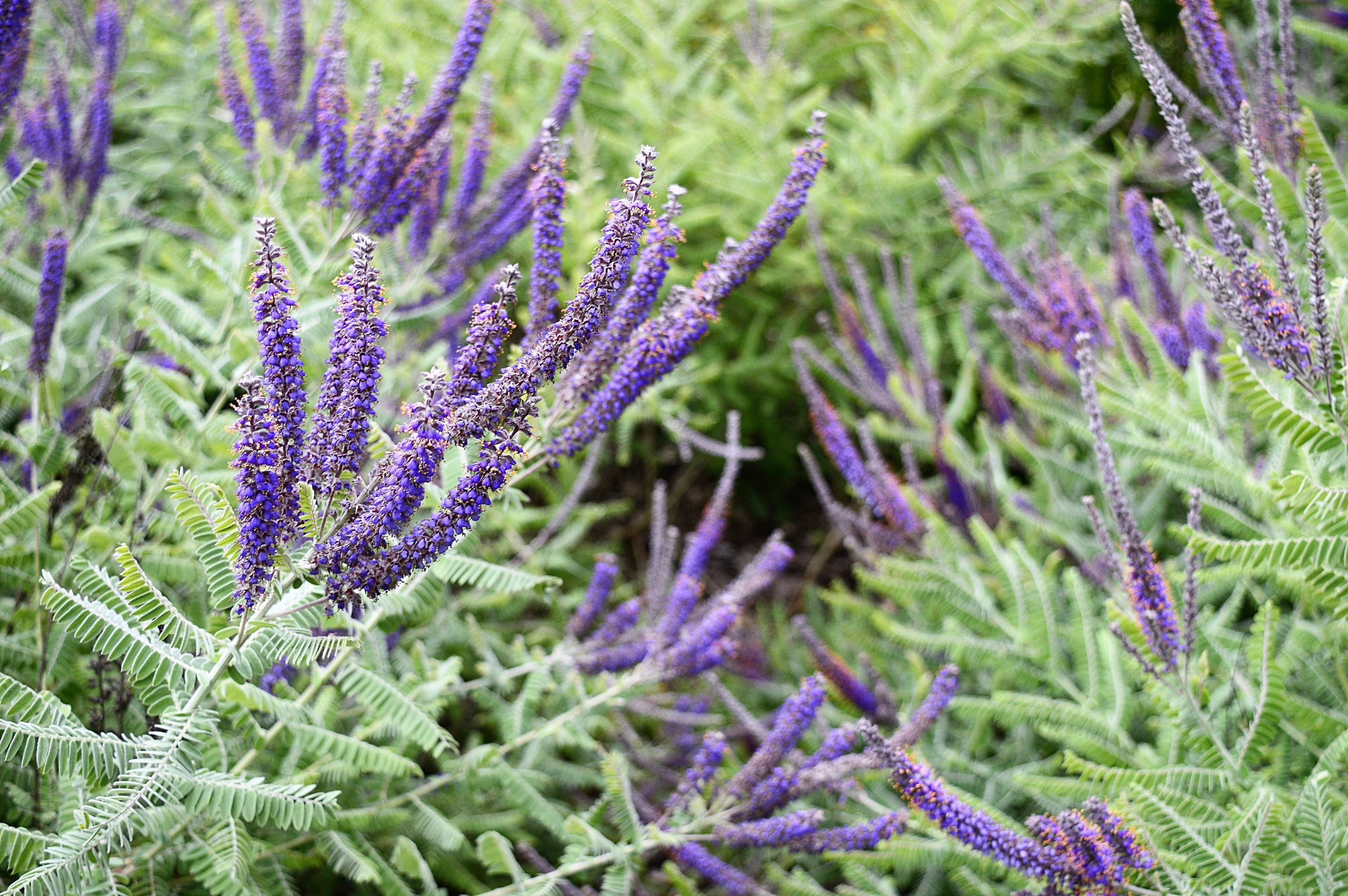 100 Purple LEAD PLANT Amorpha Canescens Wild Tea Downy Indigo Native Flower Seeds - Image 2