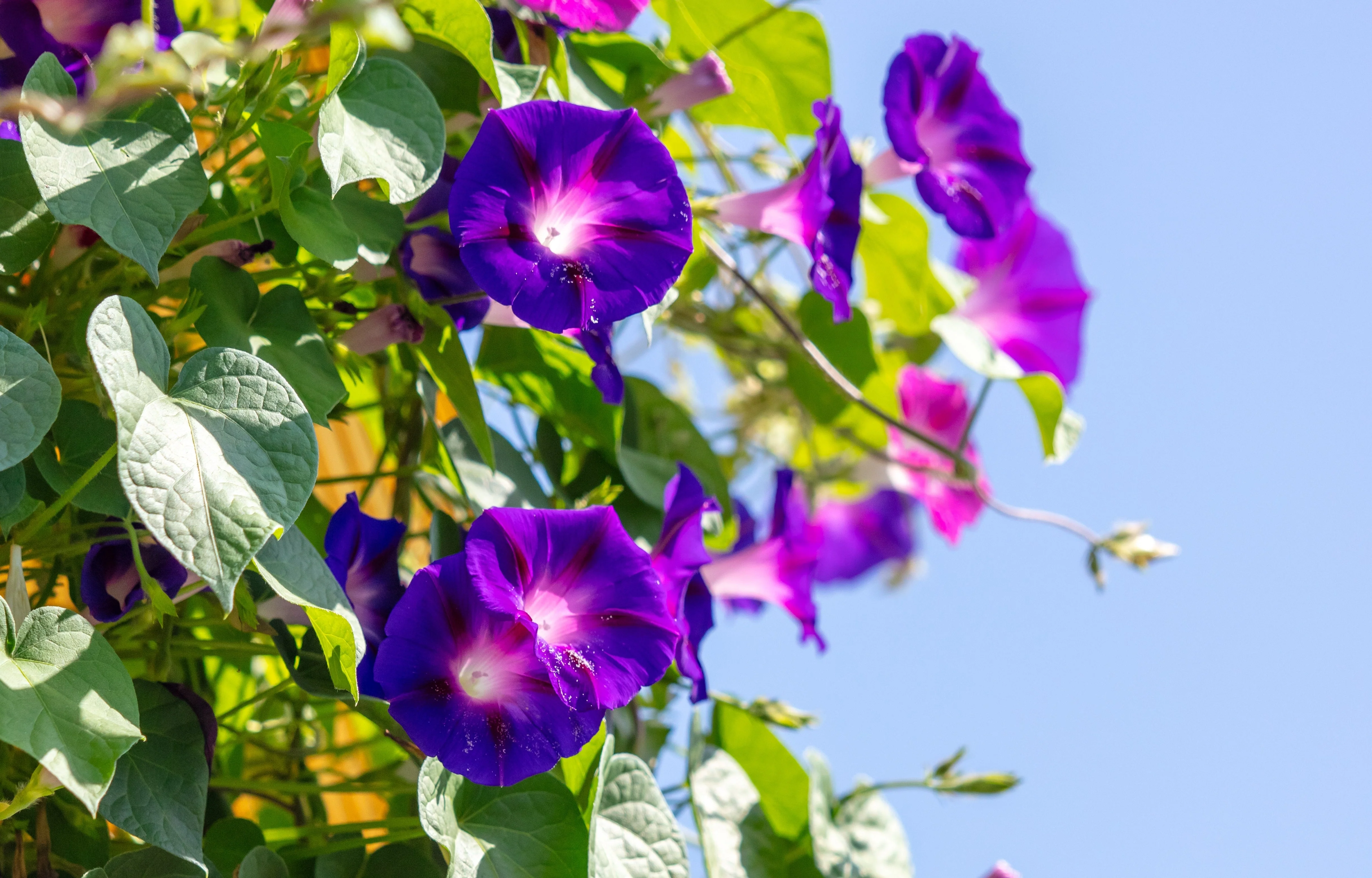 100 PURPLE MORNING GLORY Ipomoea Nil Flower Vine Seeds - Image 11