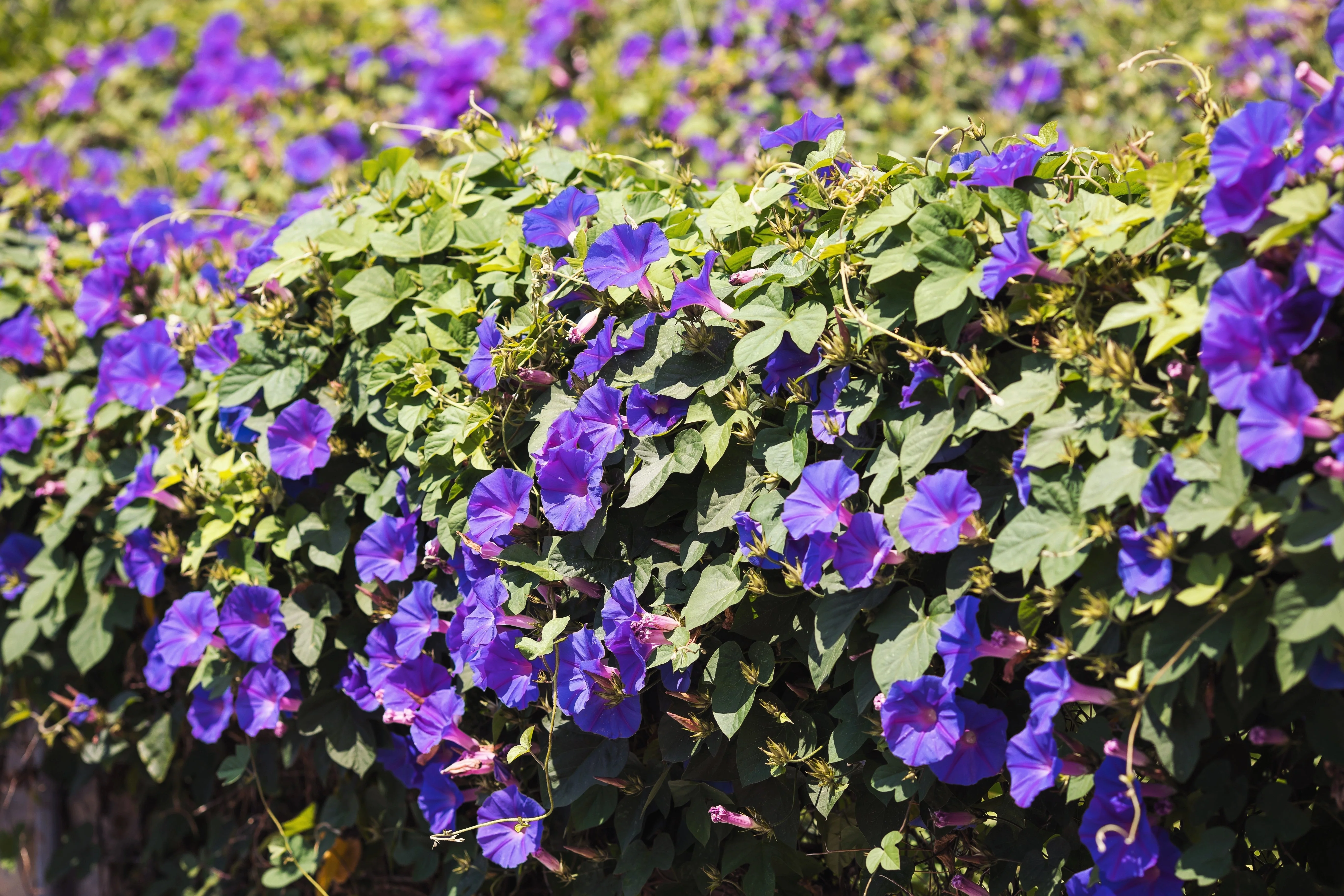 100 PURPLE MORNING GLORY Ipomoea Nil Flower Vine Seeds - Image 3