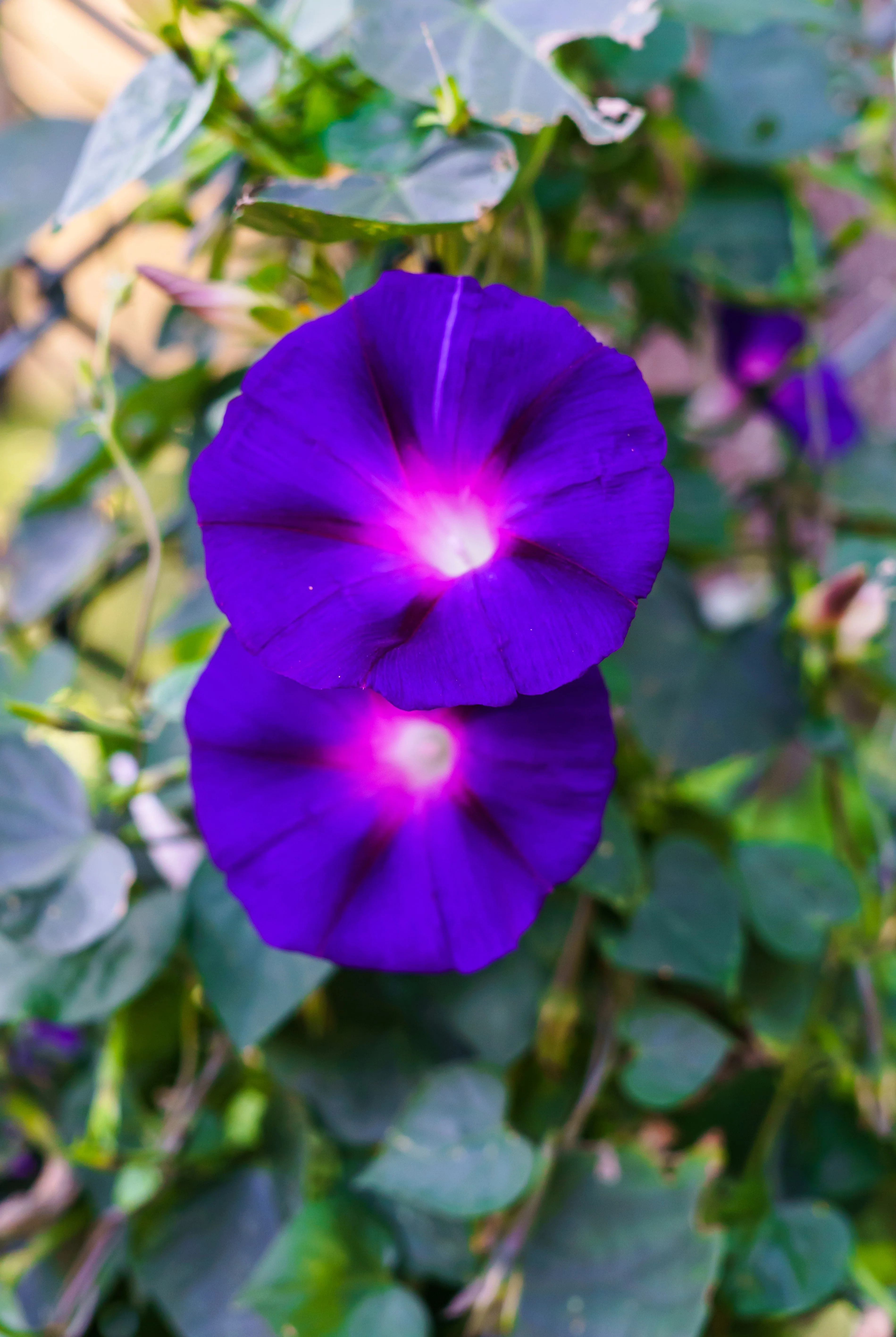 100 PURPLE MORNING GLORY Ipomoea Nil Flower Vine Seeds - Image 6